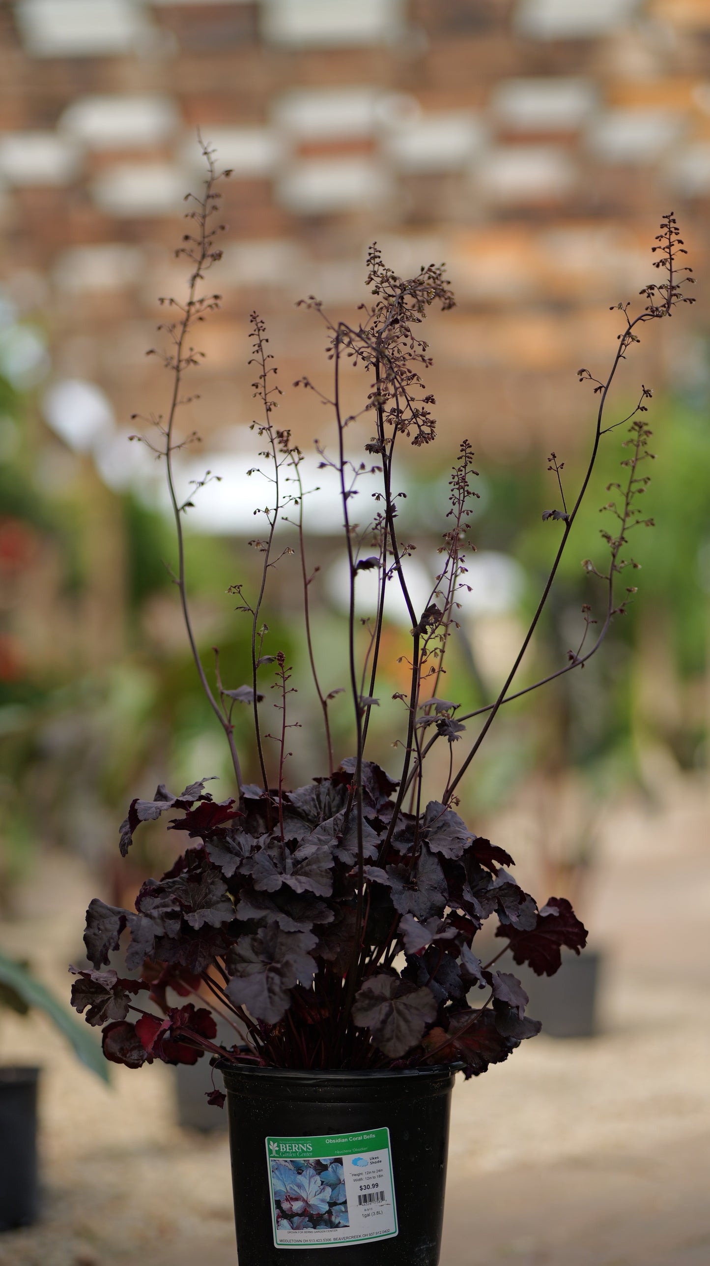 Heuchera | Obsidian Coral Bells - 1 Gallon