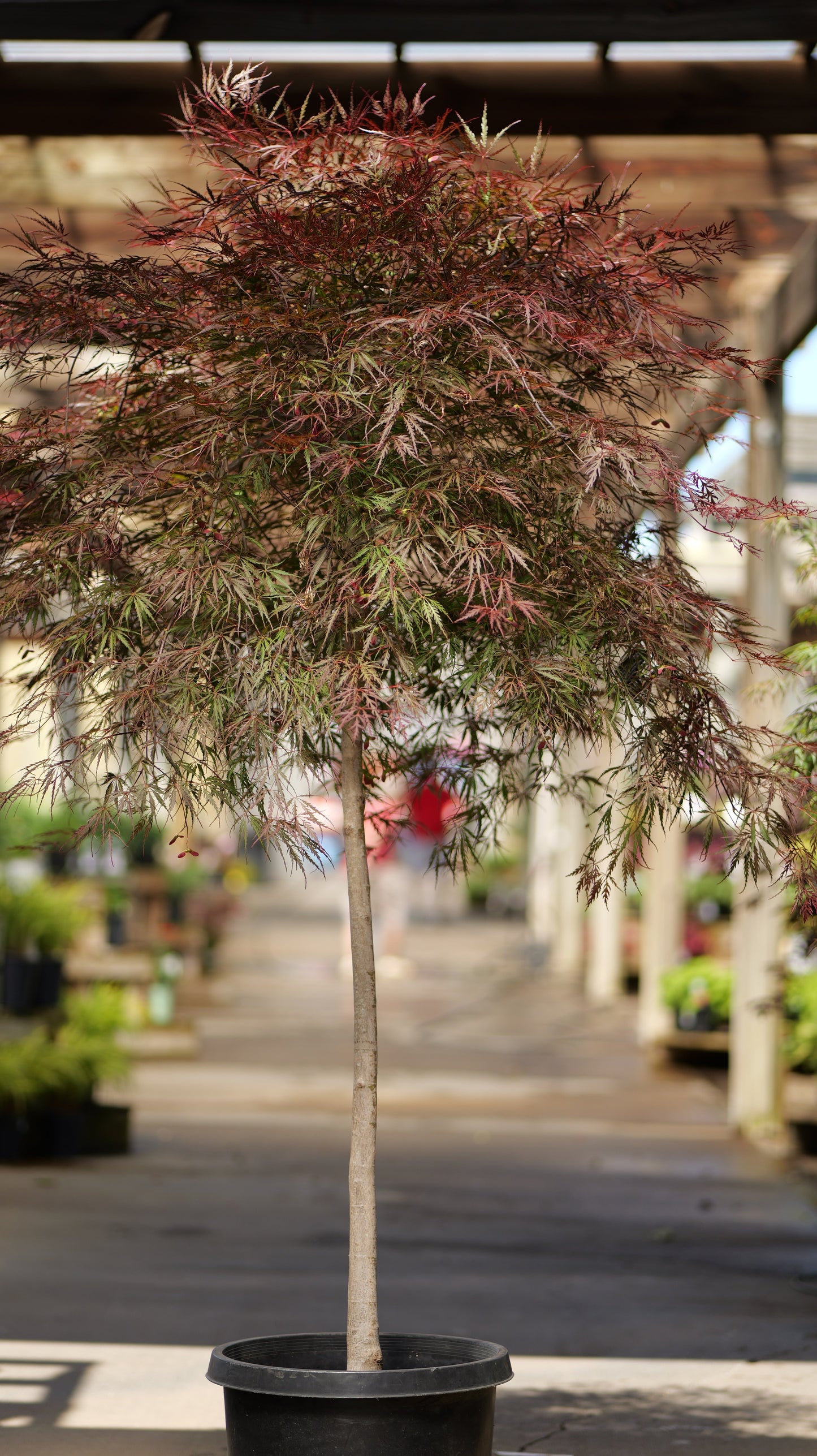 Acer | Tamukeyama Japanese Maple | High Branched - 15 Gallon 24-30"