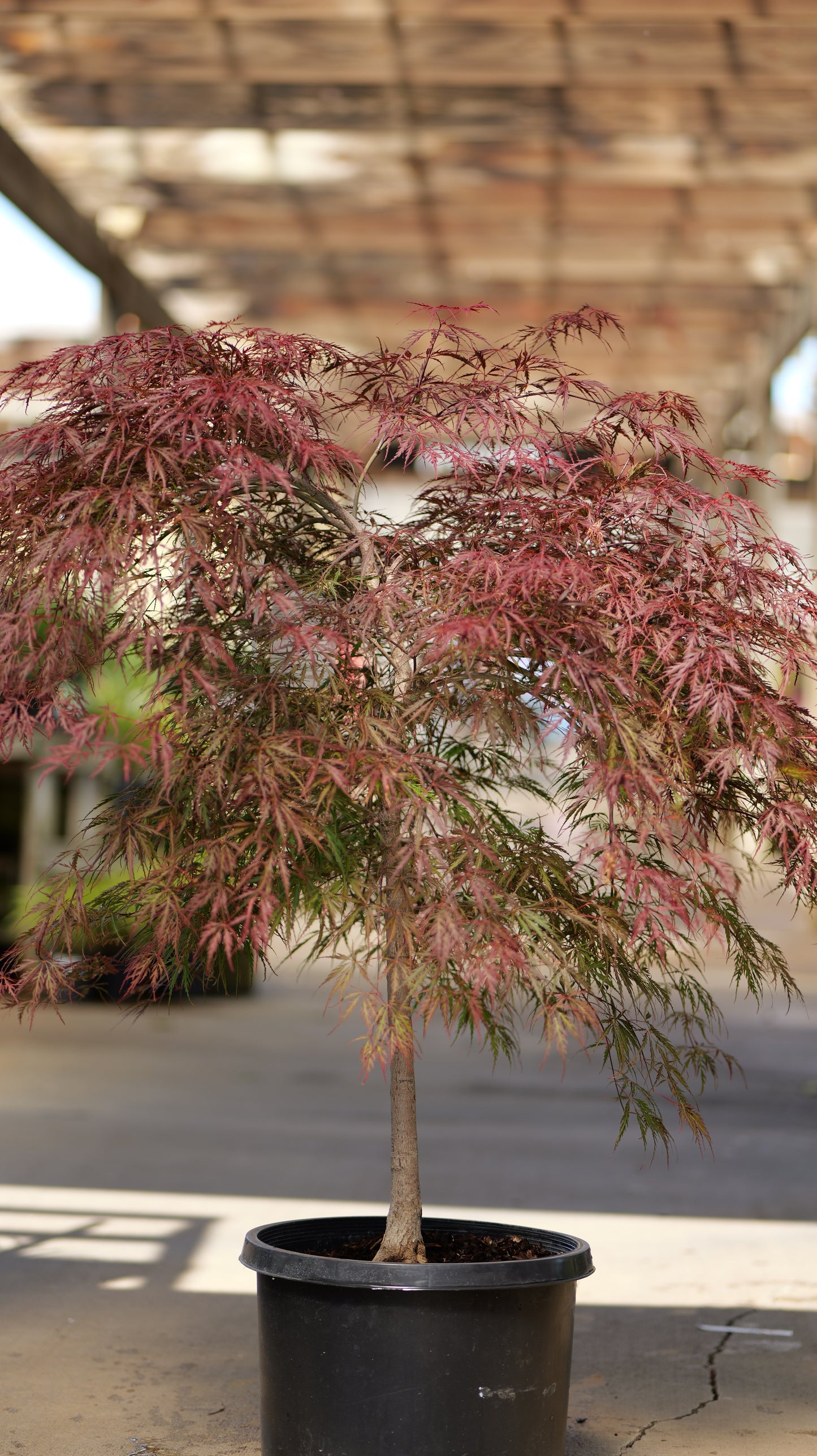 Acer | Tamukeyama Japanese Maple