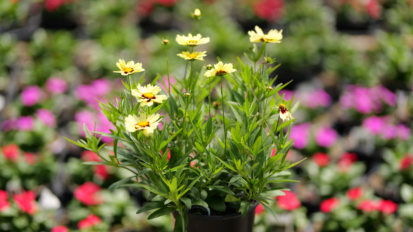 Coreopsis | $12 Pollinator Favorites