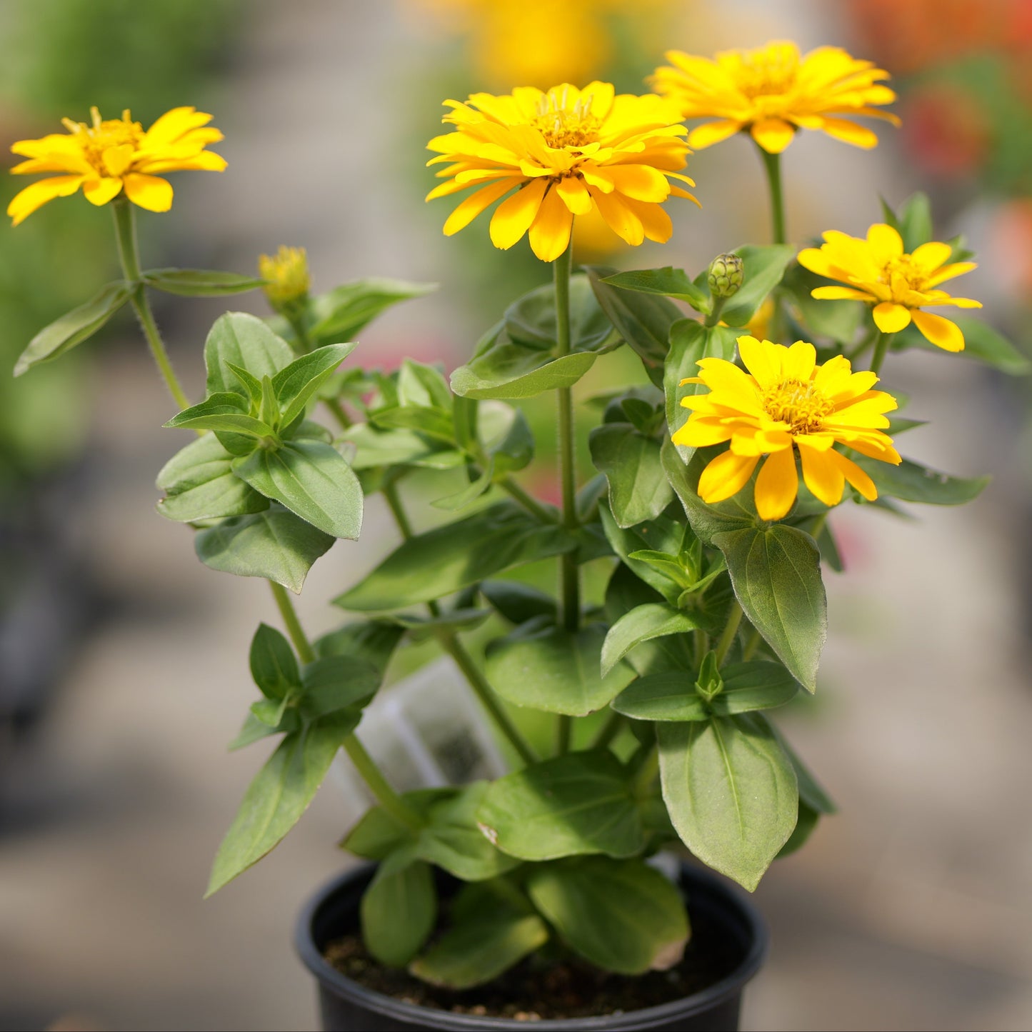 Zinnia Pollinator Favorites | Zesty - 1 Gallon