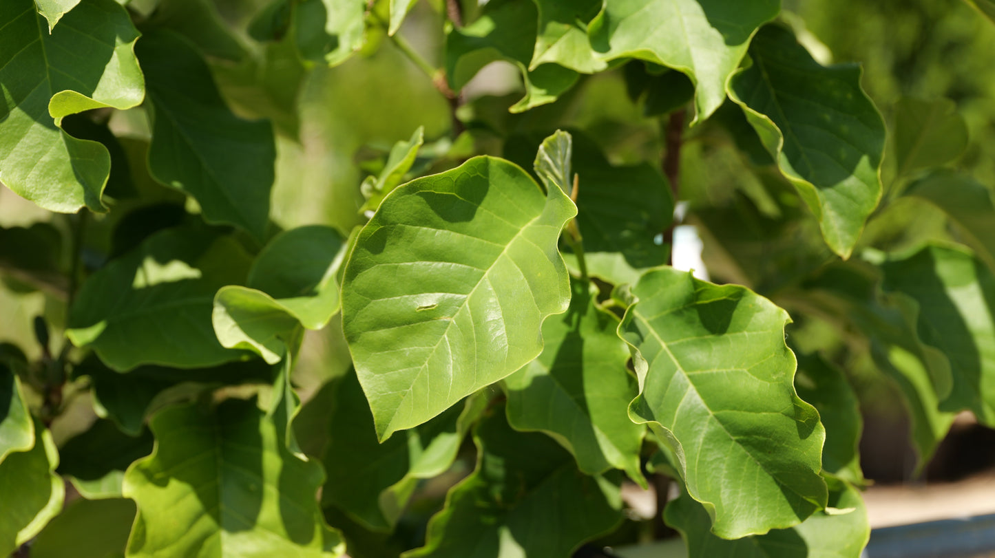 Magnolia | Sunsation Magnolia | Single-Stem - 5 Gallon
