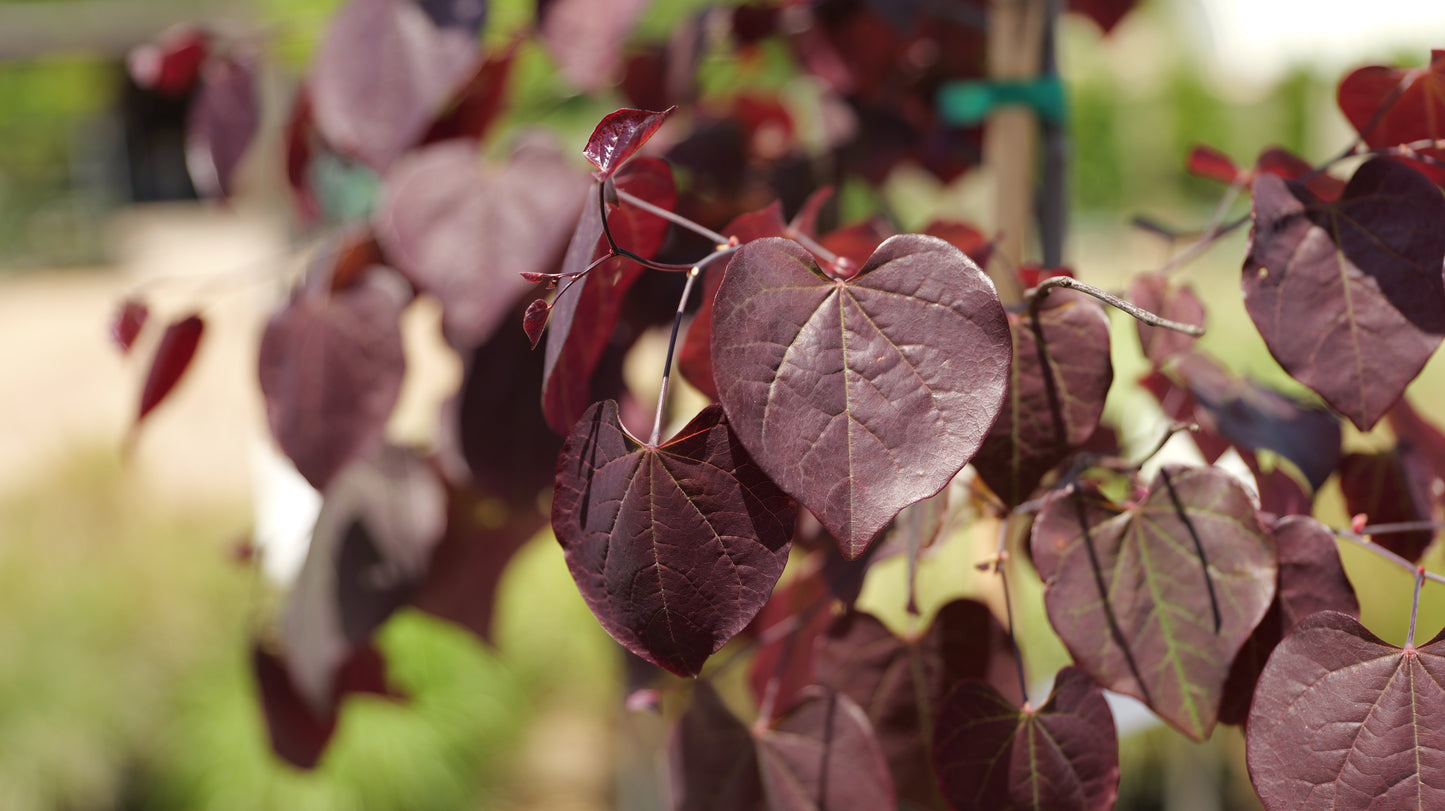 Cercis | Ruby Falls Weeping Redbud - 5 Gallon