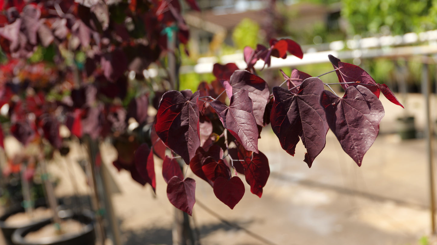 Cercis | Black Pearl Redbud - 7 Gallon