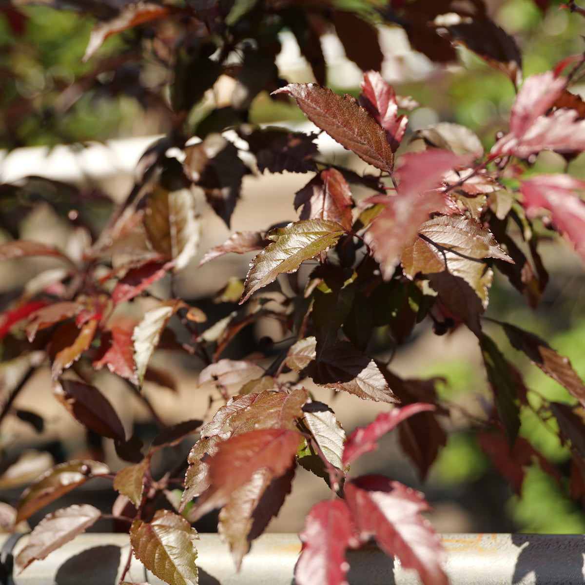 Malus | Royal Raindrops Crabapple - 7 Gallon