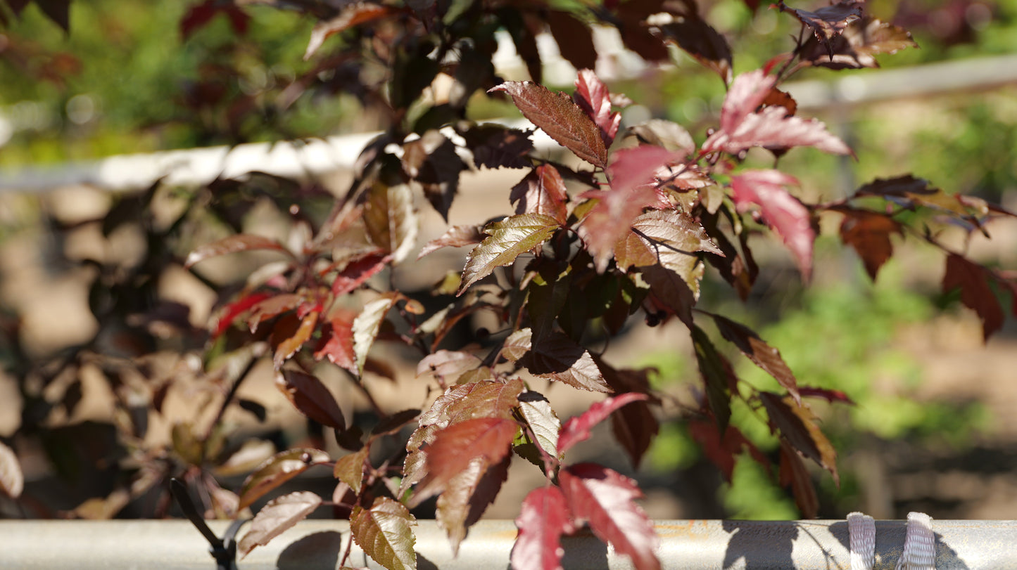 Malus | Royal Raindrops Crabapple - 15 Gallon
