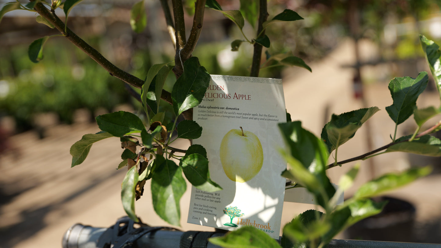Malus | Golden Delicious Apple - 7 Gallon