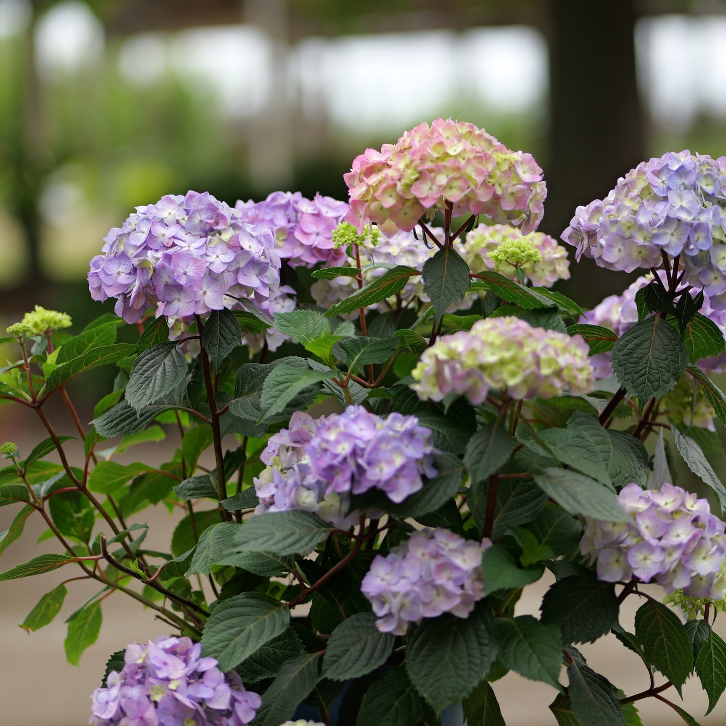 Hydrangea | BloomStruck Bigleaf Hydrangea - 3 Gallon