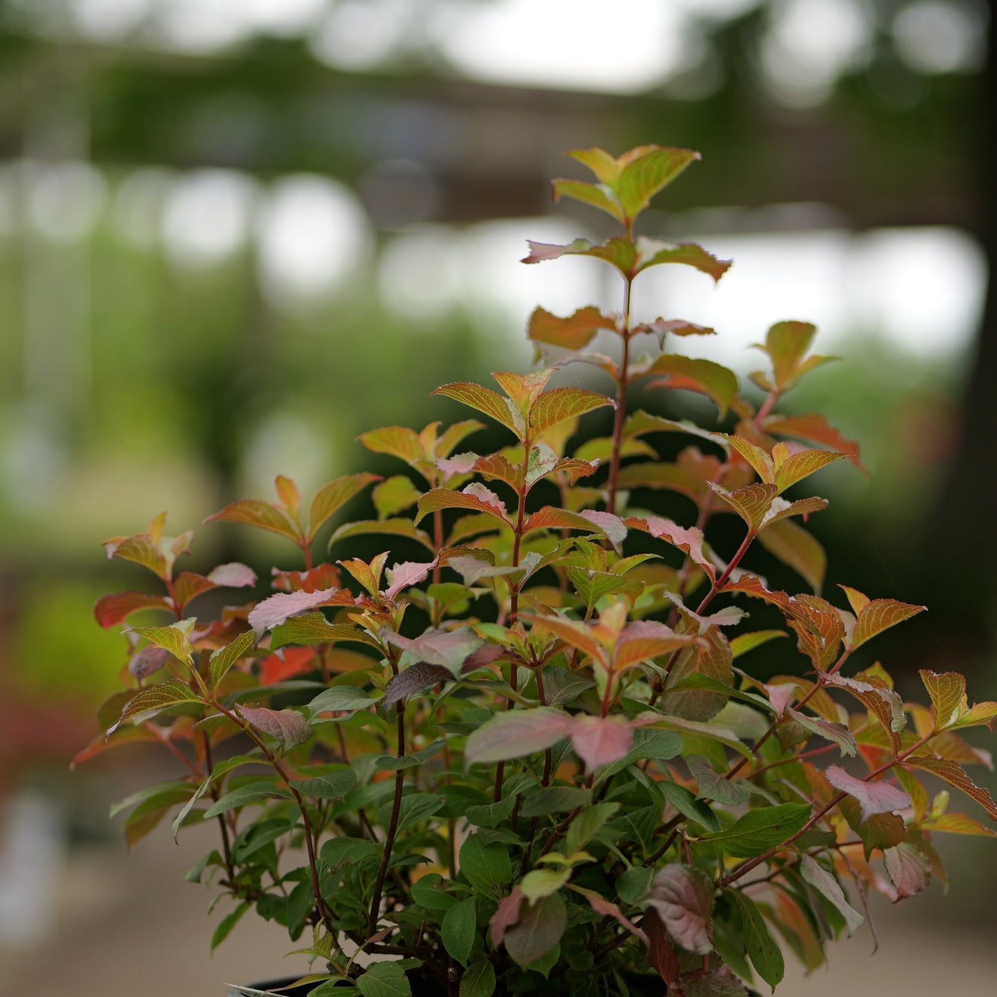 Weigela | Midnight Sun Weigela - 3 Gallon