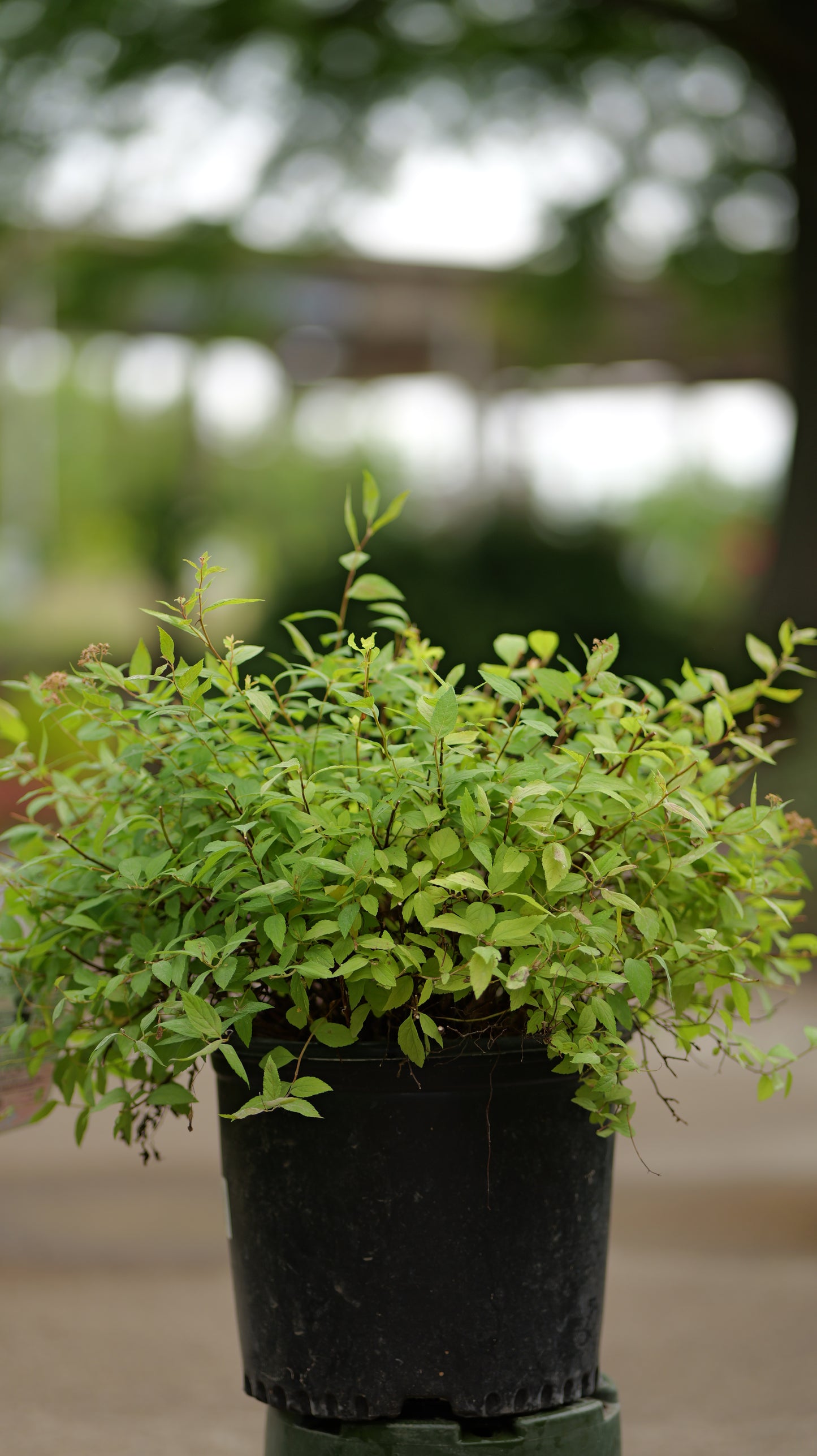 Spiraea | Goldmound Spirea