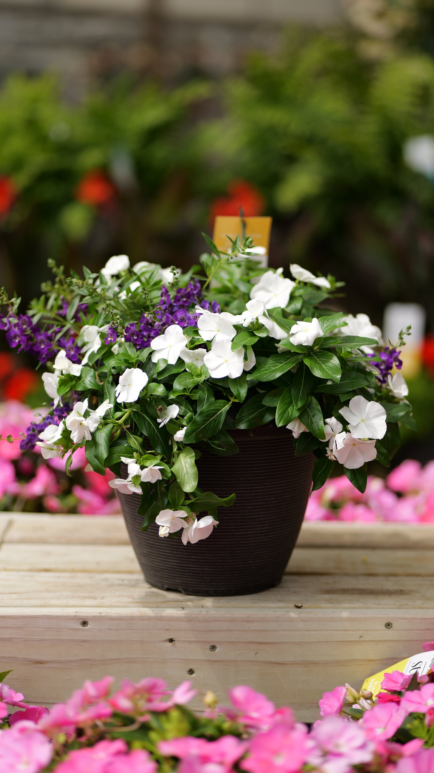 PatioHaven | Twilight Skies - Medium Patio Container