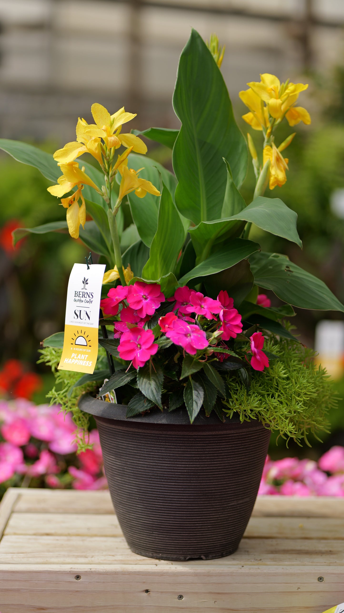 PatioHaven | Rose Sunburst - Large Patio Container