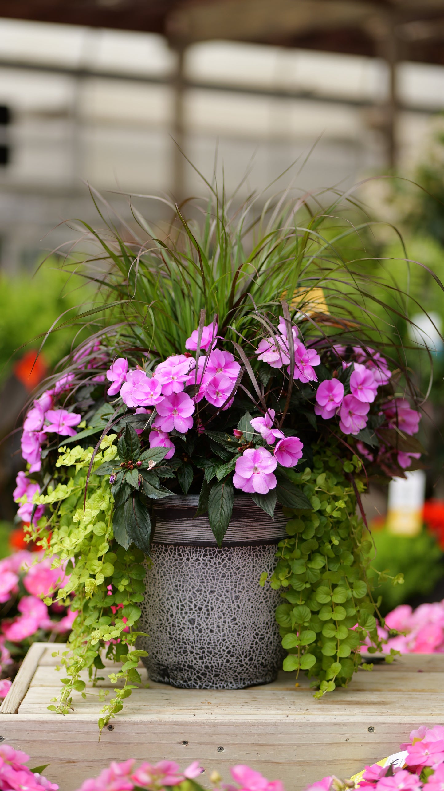PatioHaven | Lavender Sunrise - Large Patio Container
