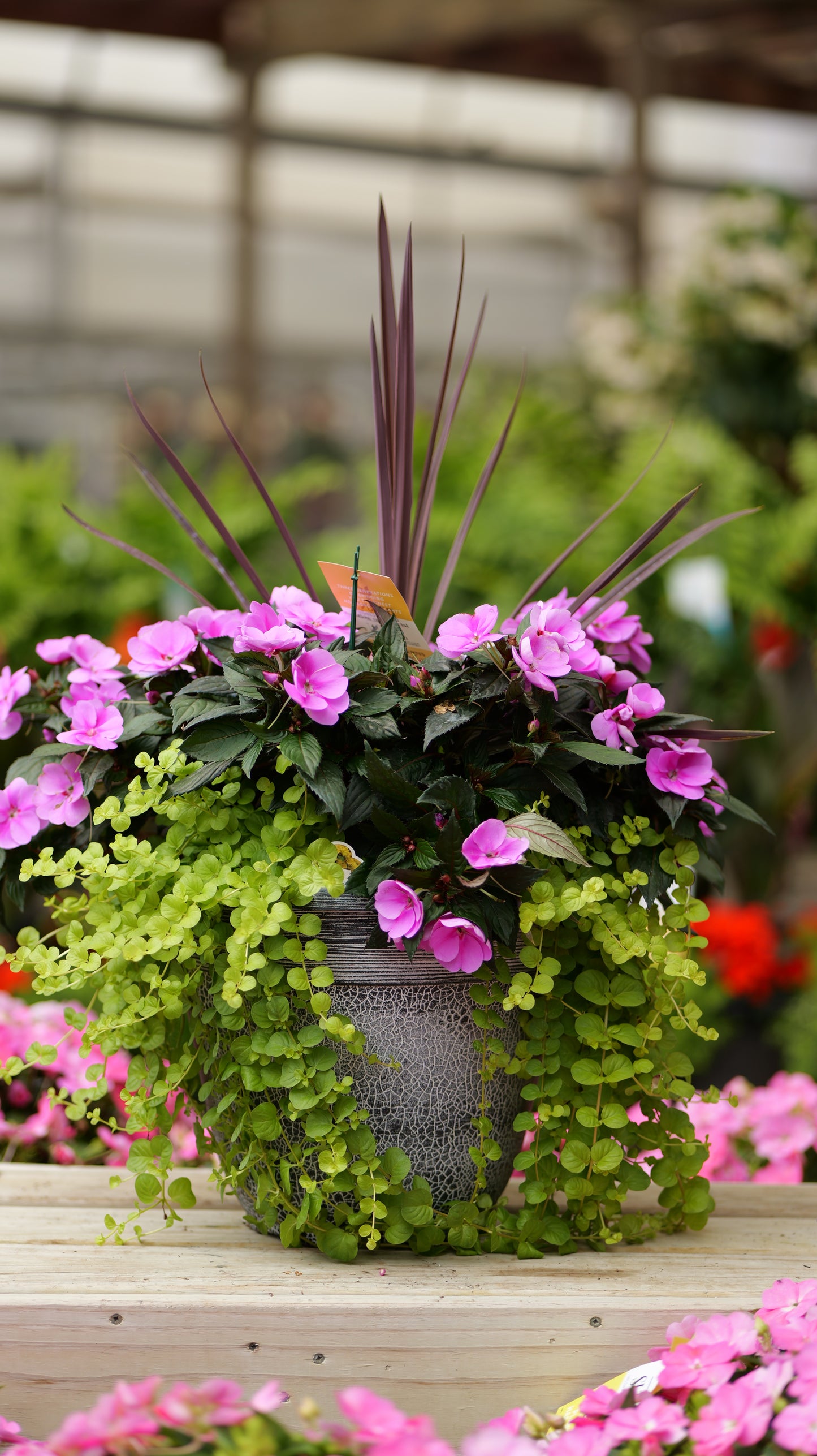 Impatiens | Combination Patio Pot