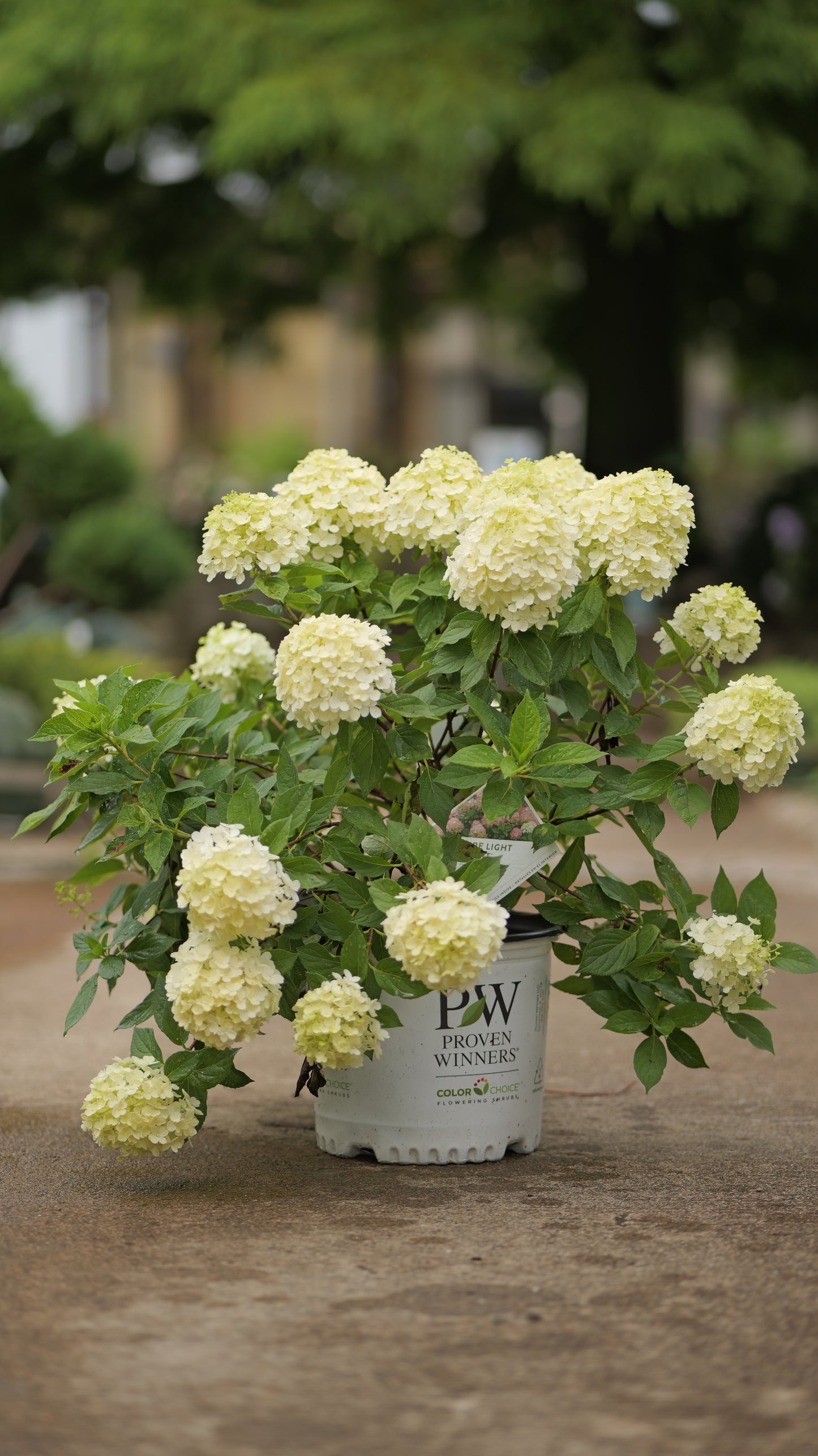 Hydrangea | Fire Light Tidbit Panicle Hydrangea