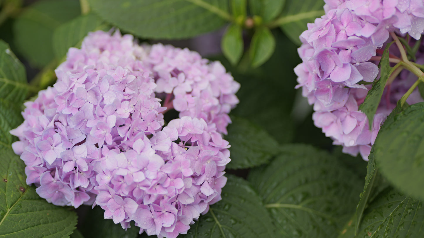 Hydrangea | Endless Summer Bigleaf Hydrangea