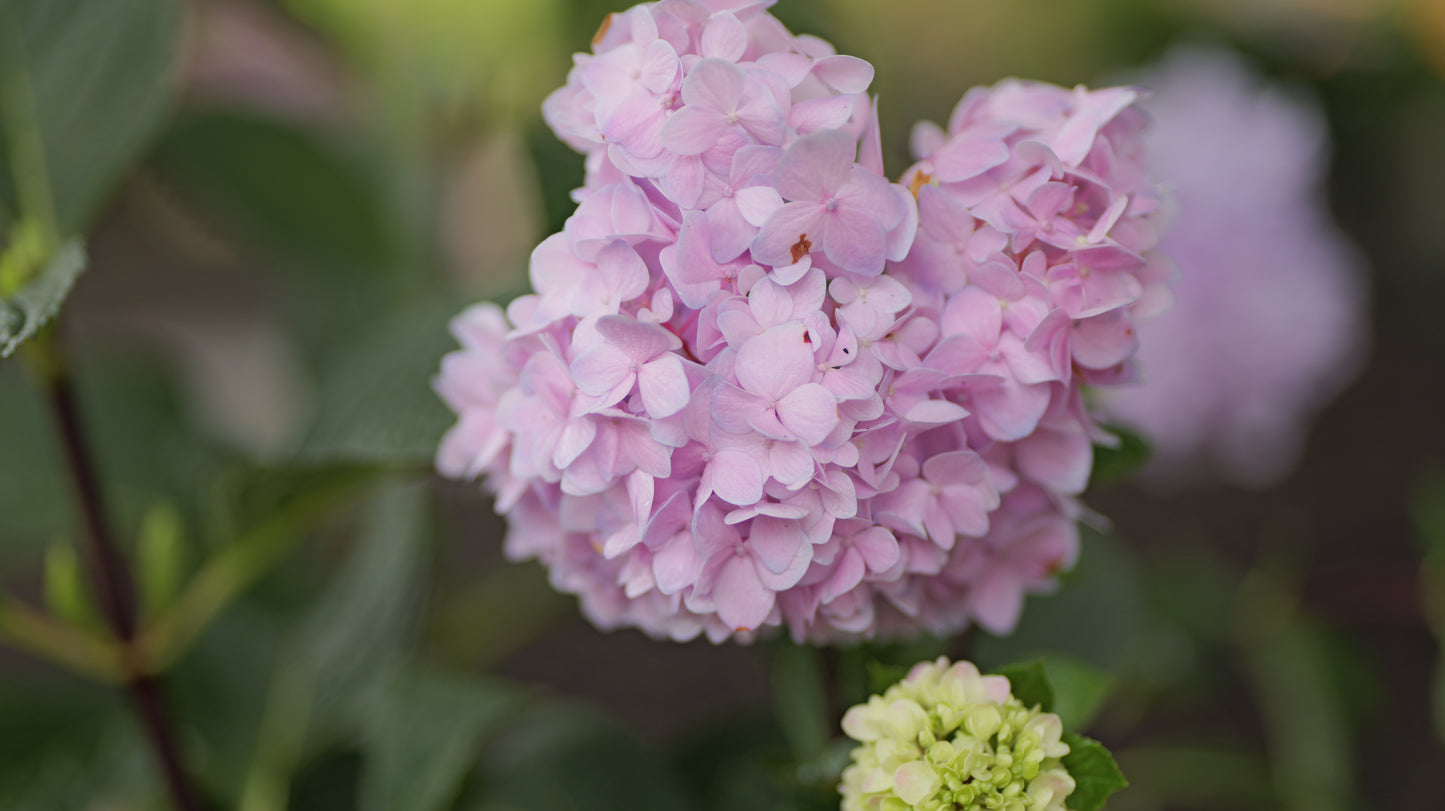 Hydrangea | Blue Enchantress Bigleaf Hydrangea