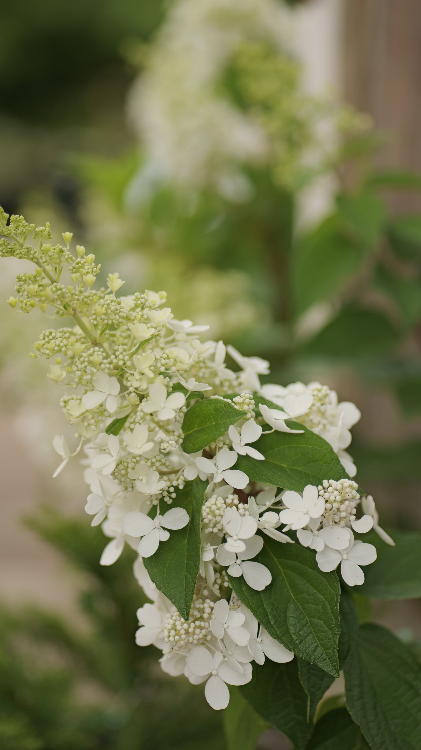 Close-up of white flowers with green leaves on a blurred natural background