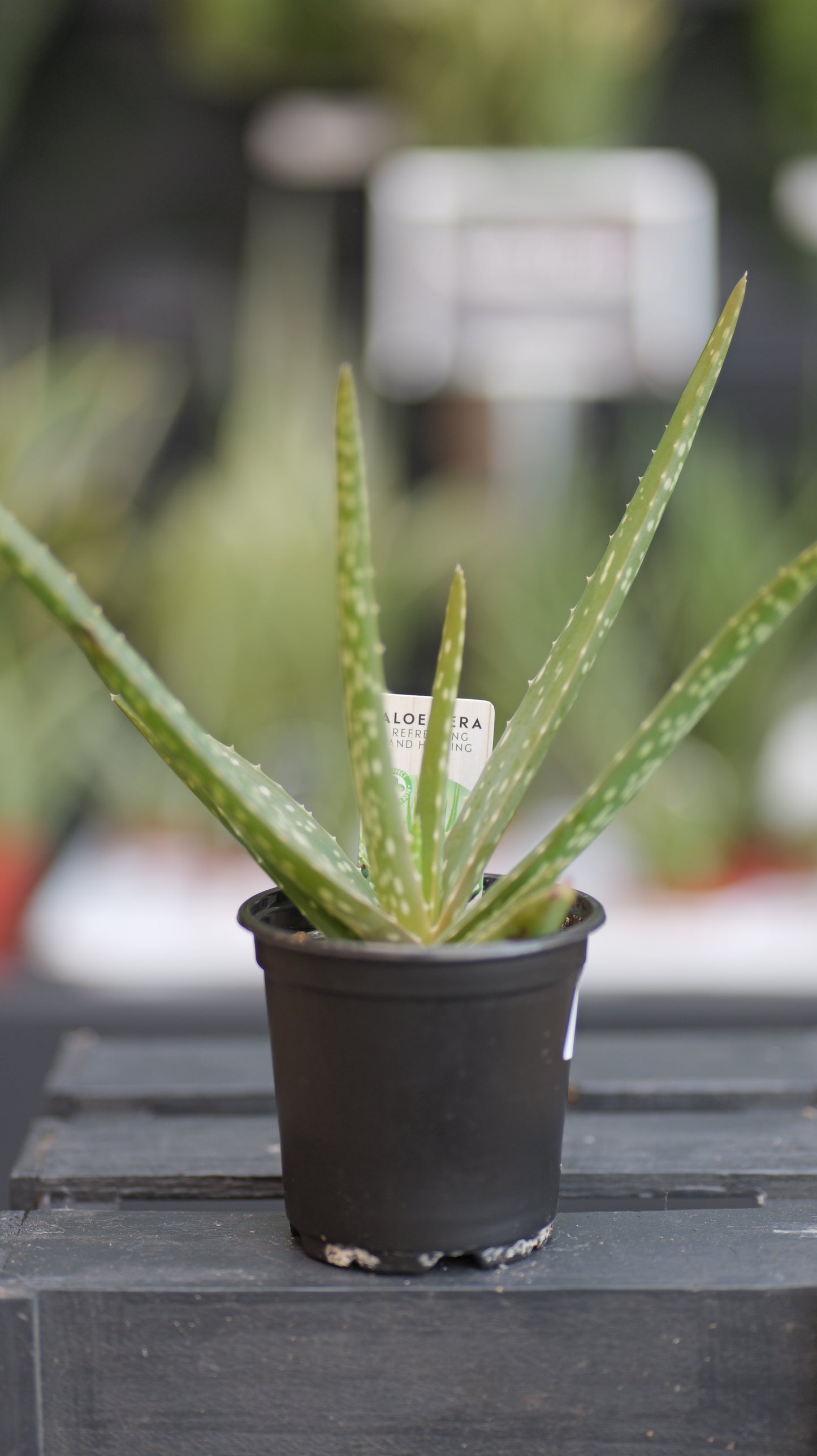 Aloe | Vera - 4 Inch