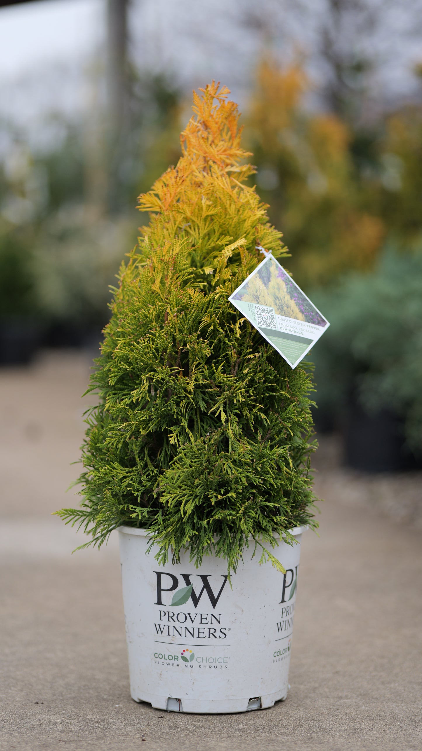 Thuja | Fluffy Arborvitae - 2 Gallon