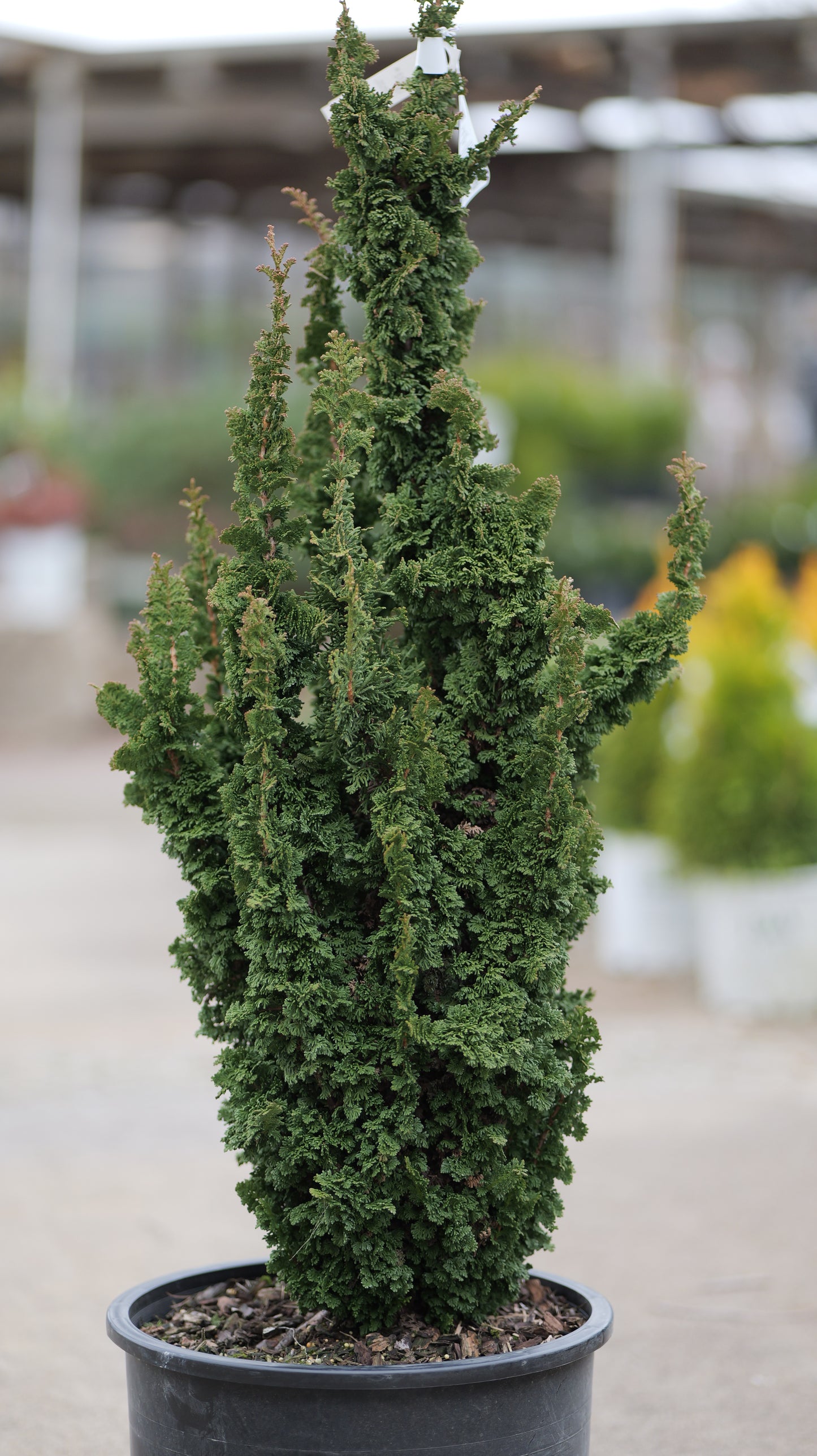 Thuja | Primo Arborvitae - 6 Gallon
