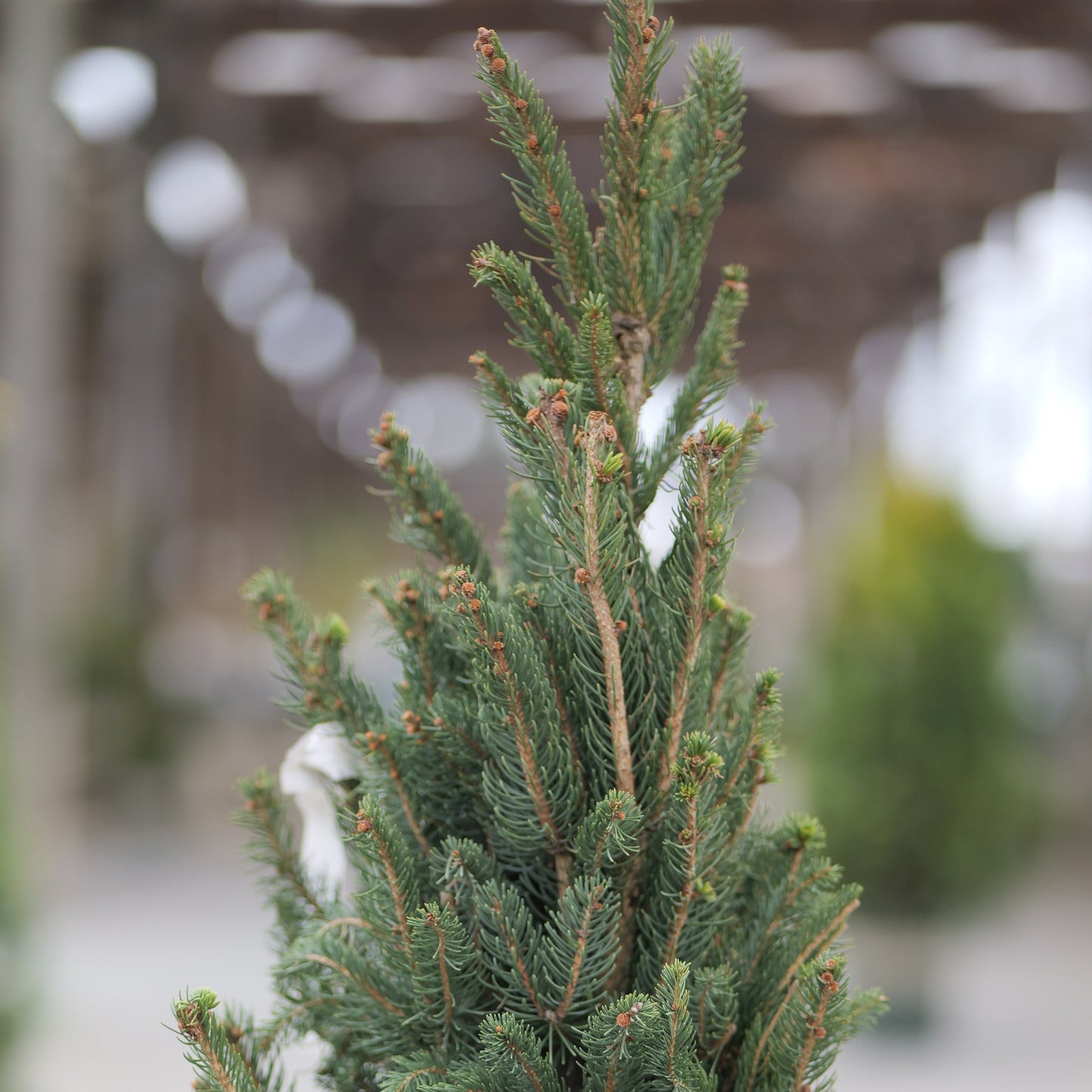Picea | Columnar Norway Spruce - 5 Gallon