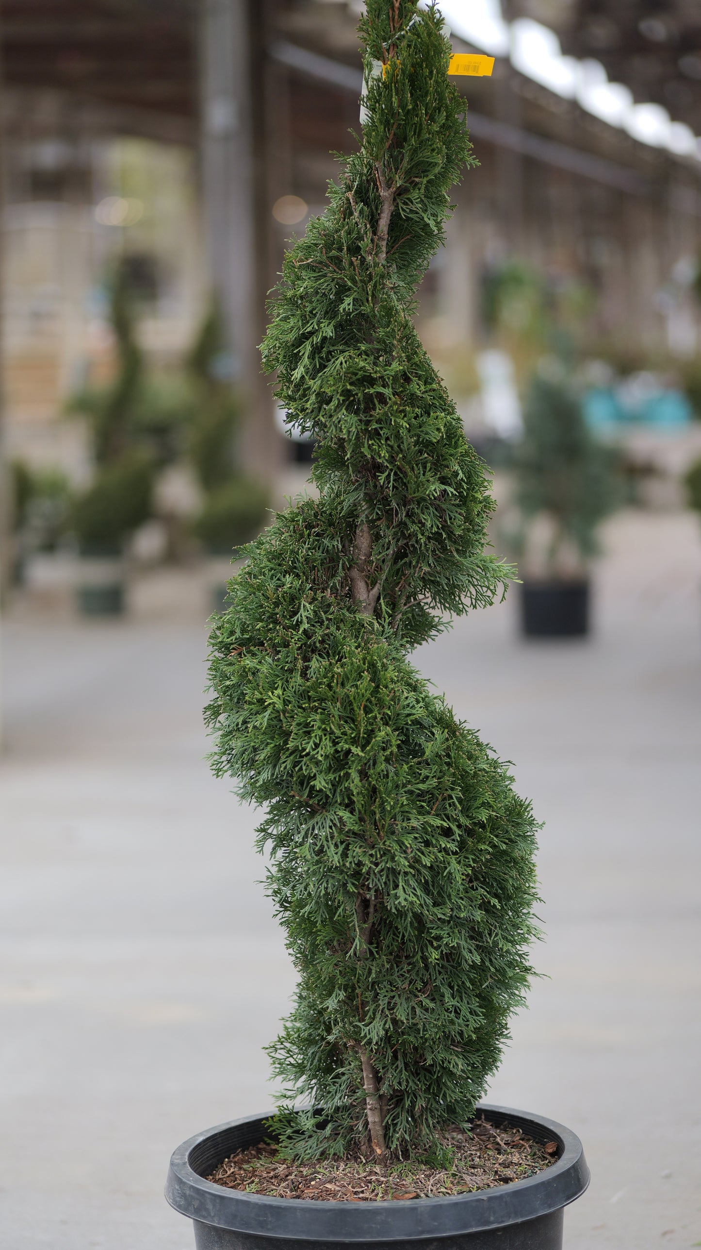 Thuja | Emerald Green Arborvitae | Spiral - 15 Gallon