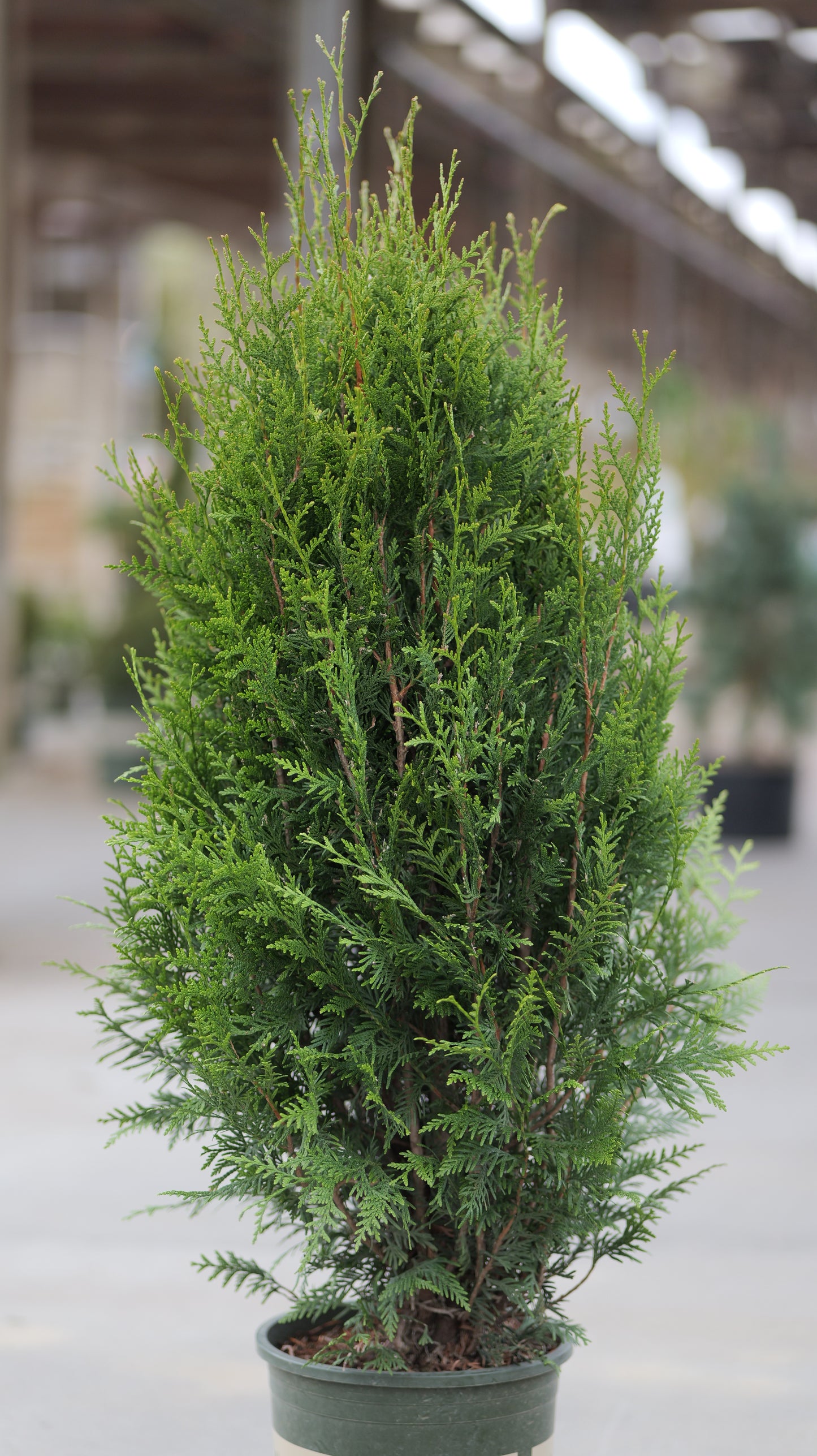 Thuja | Tight Squeeze Arborvitae - 5 Gallon