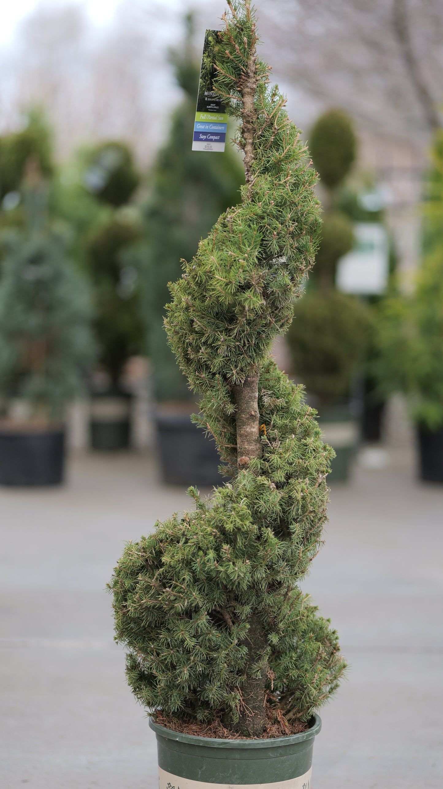 Picea | Dwarf Alberta Spruce | Spiral - 5-Gallon