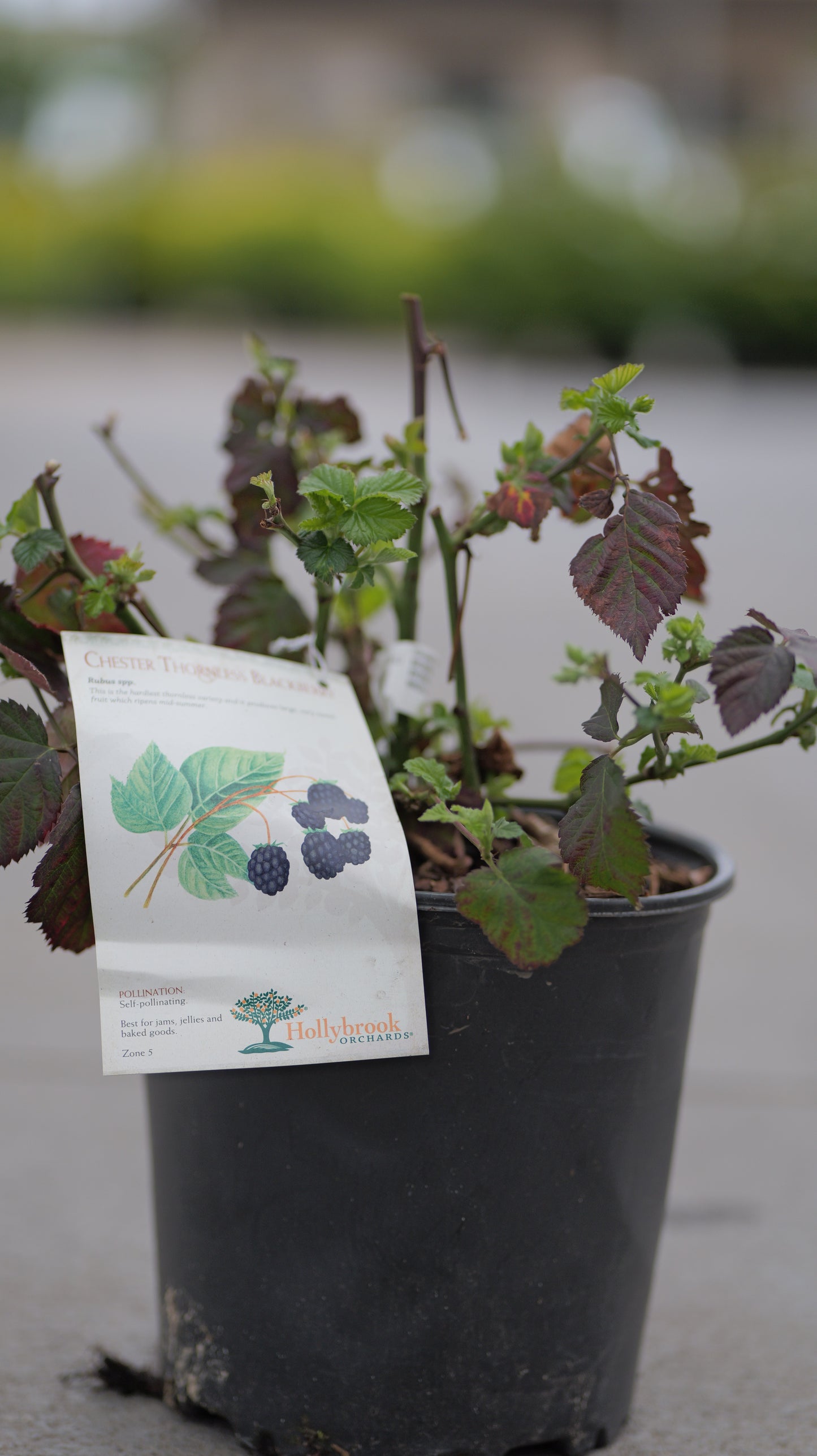 Rubus | Chester Blackberry - 2 Gallon