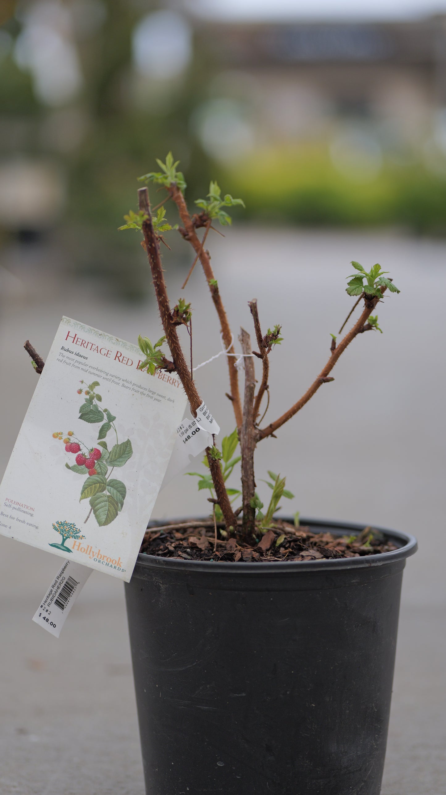 Rubus | Caroline Red Raspberry - 2 Gallon