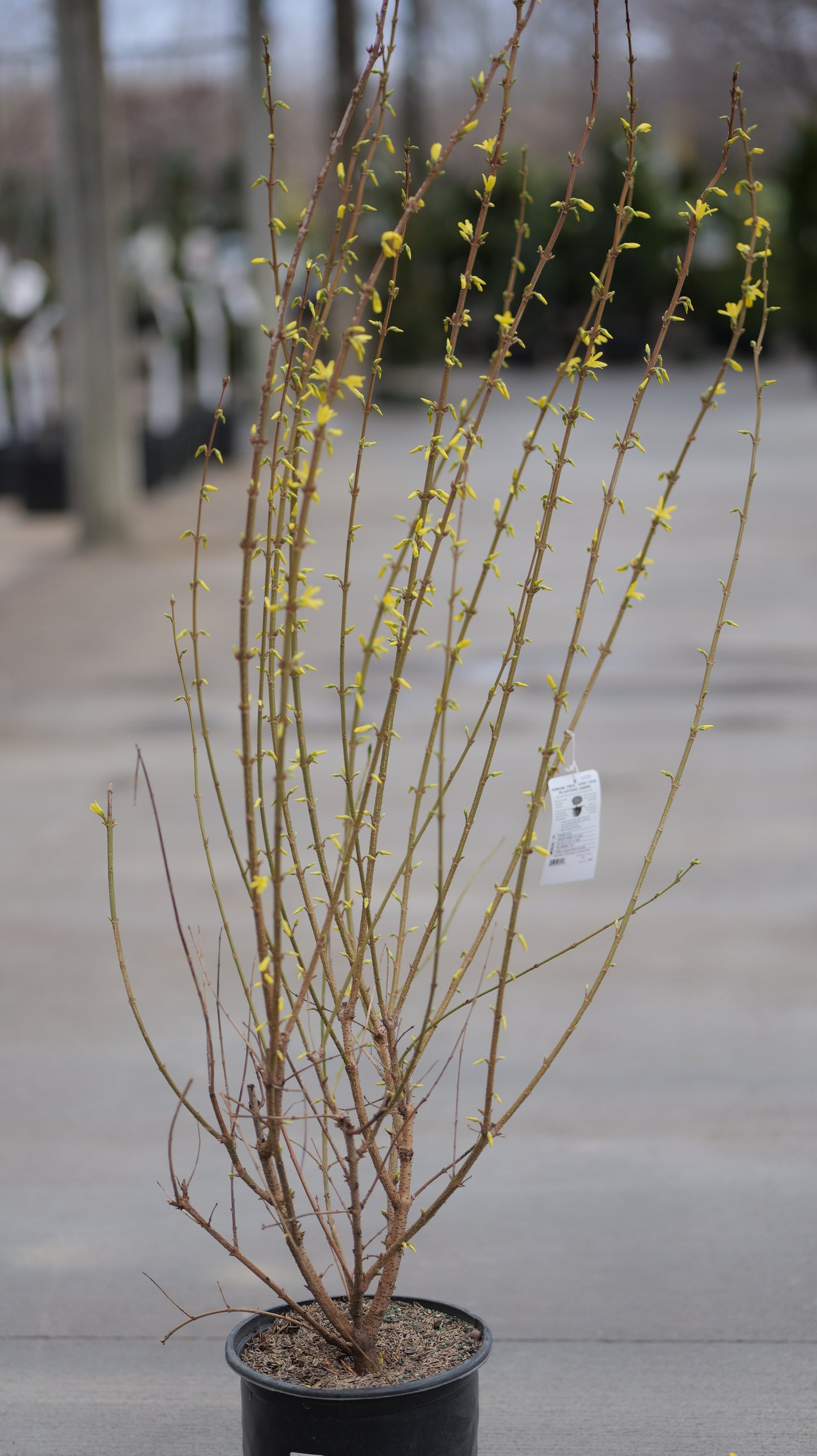 Forsythia | Lynwood Gold Forsythia - 3 Gallon