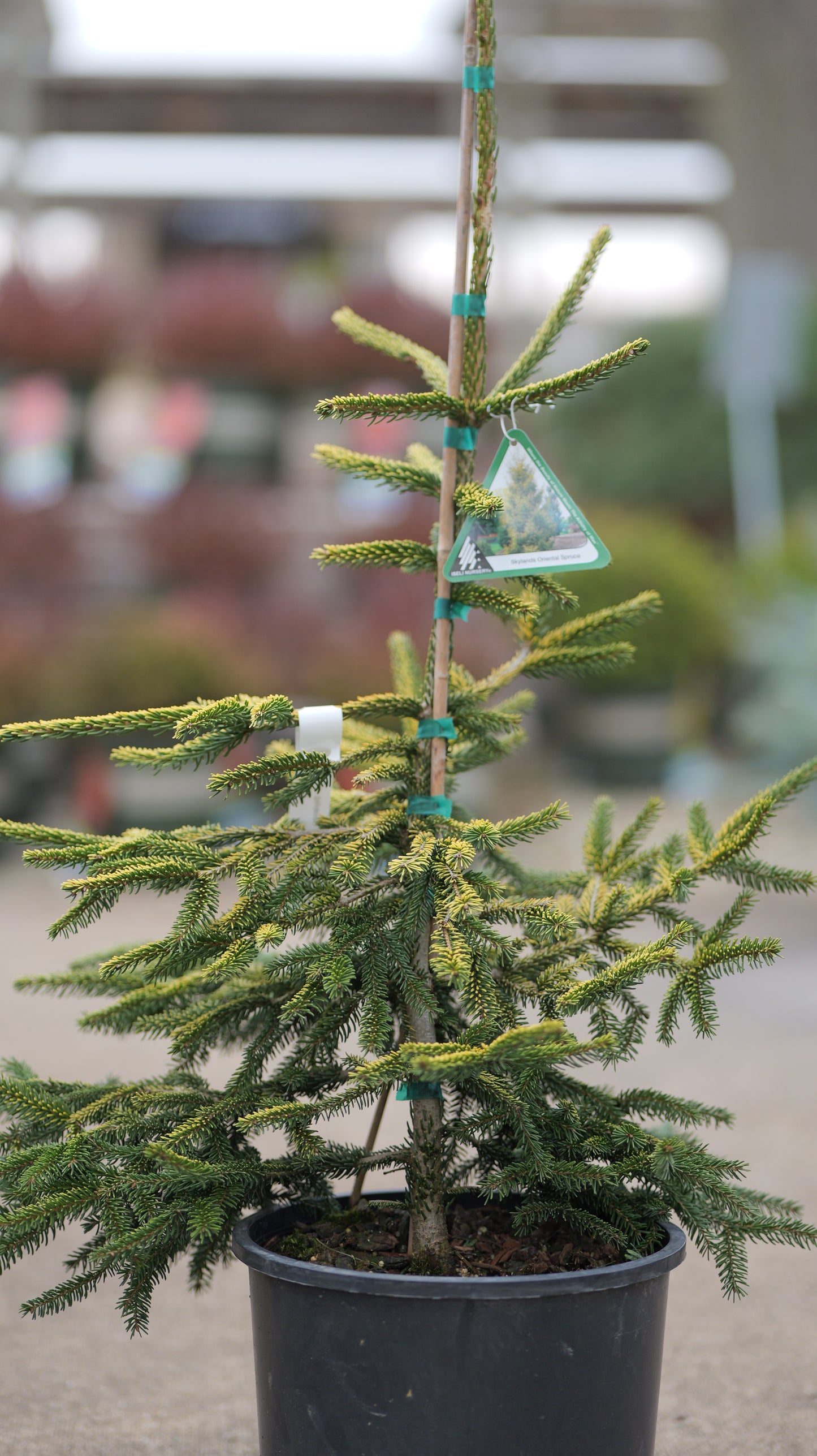 Picea | Skylands Oriental Spruce - 3 Gallon