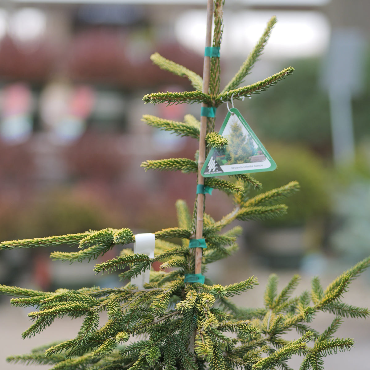 Picea | Skylands Oriental Spruce - 3 Gallon