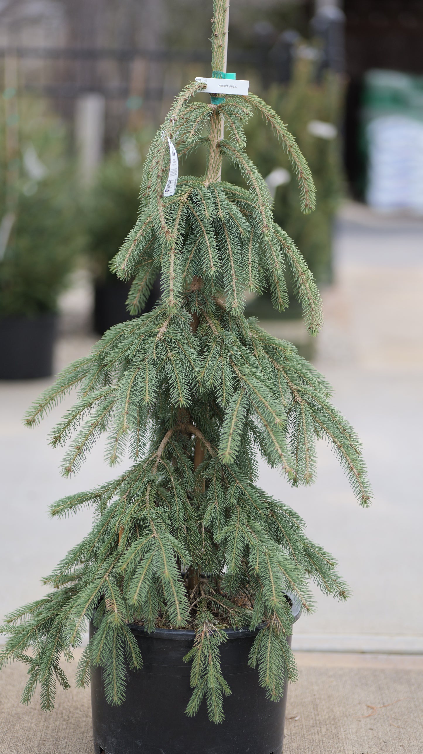 Picea | Weeping White Spruce - 6-Gallon