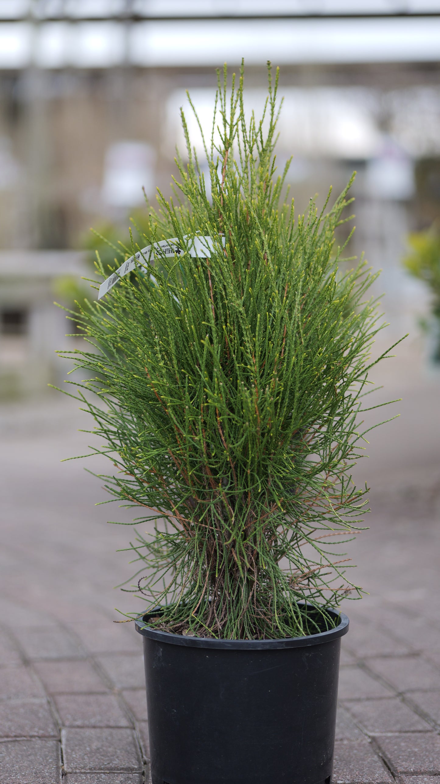 Platycladus | Franky Boy Chinese Arborvitae - 3 Gallon