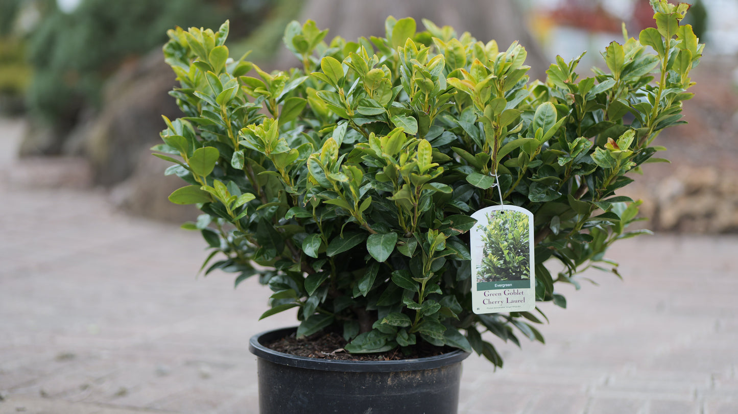 Prunus | Green Goblet Cherry Laurel - 6-Gallon