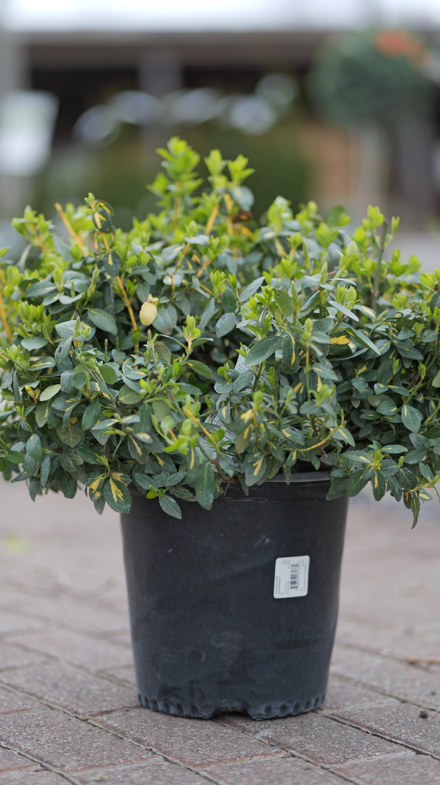 Euonymus | Moonshadow Wintercreeper - 2 Gallon