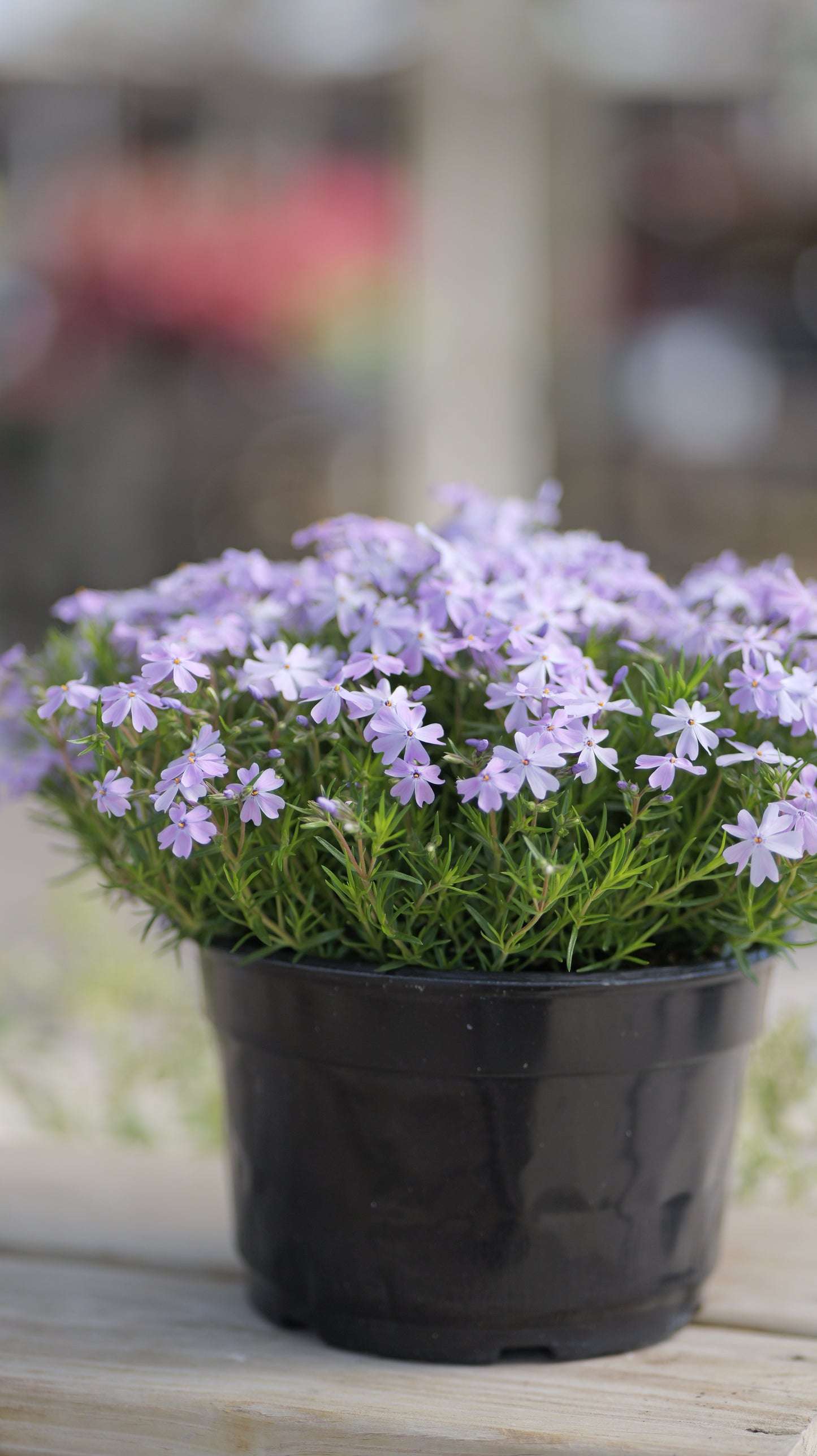 Phlox | Emerald Blue Creeping Phlox - 1 Gallon