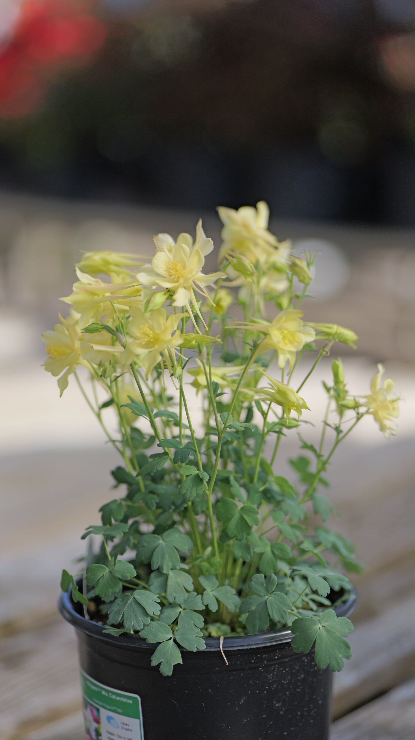 Aquilegia | Kirigami Columbine | Mix - 1 Gallon