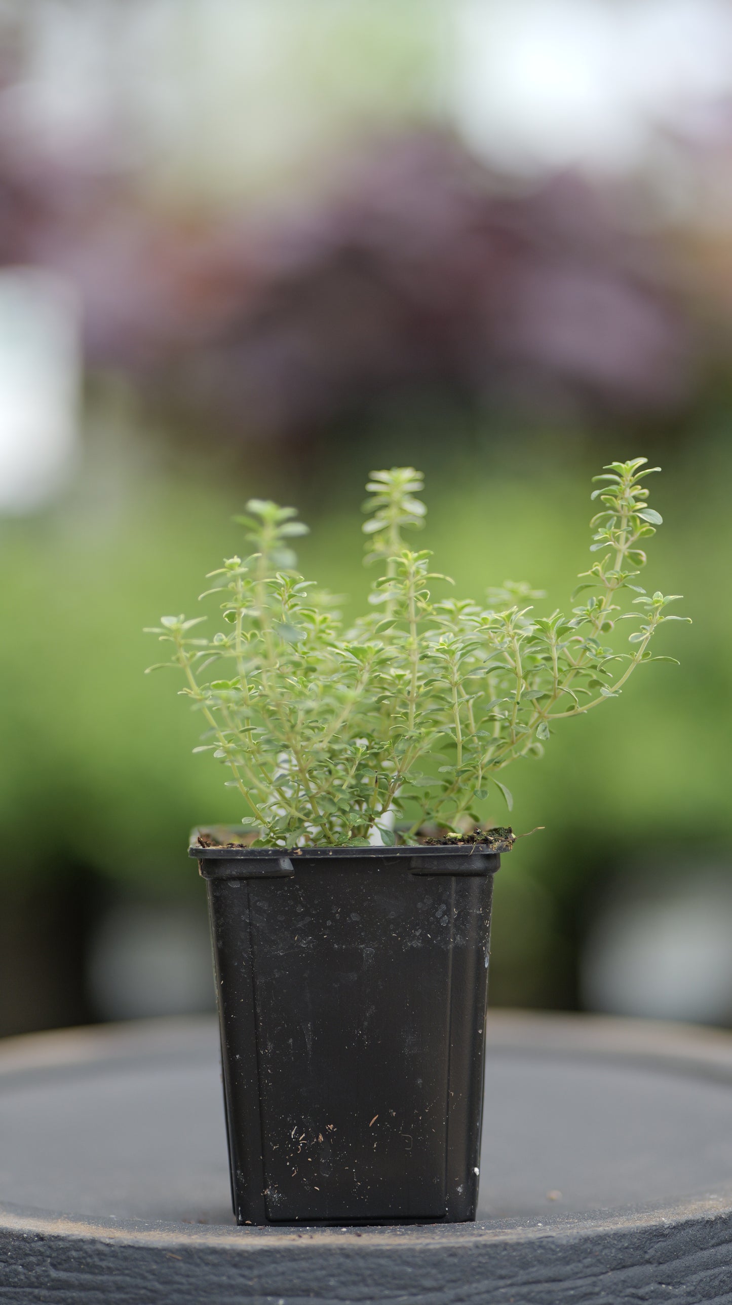 Thyme | Golden Lemon - 1 Pint