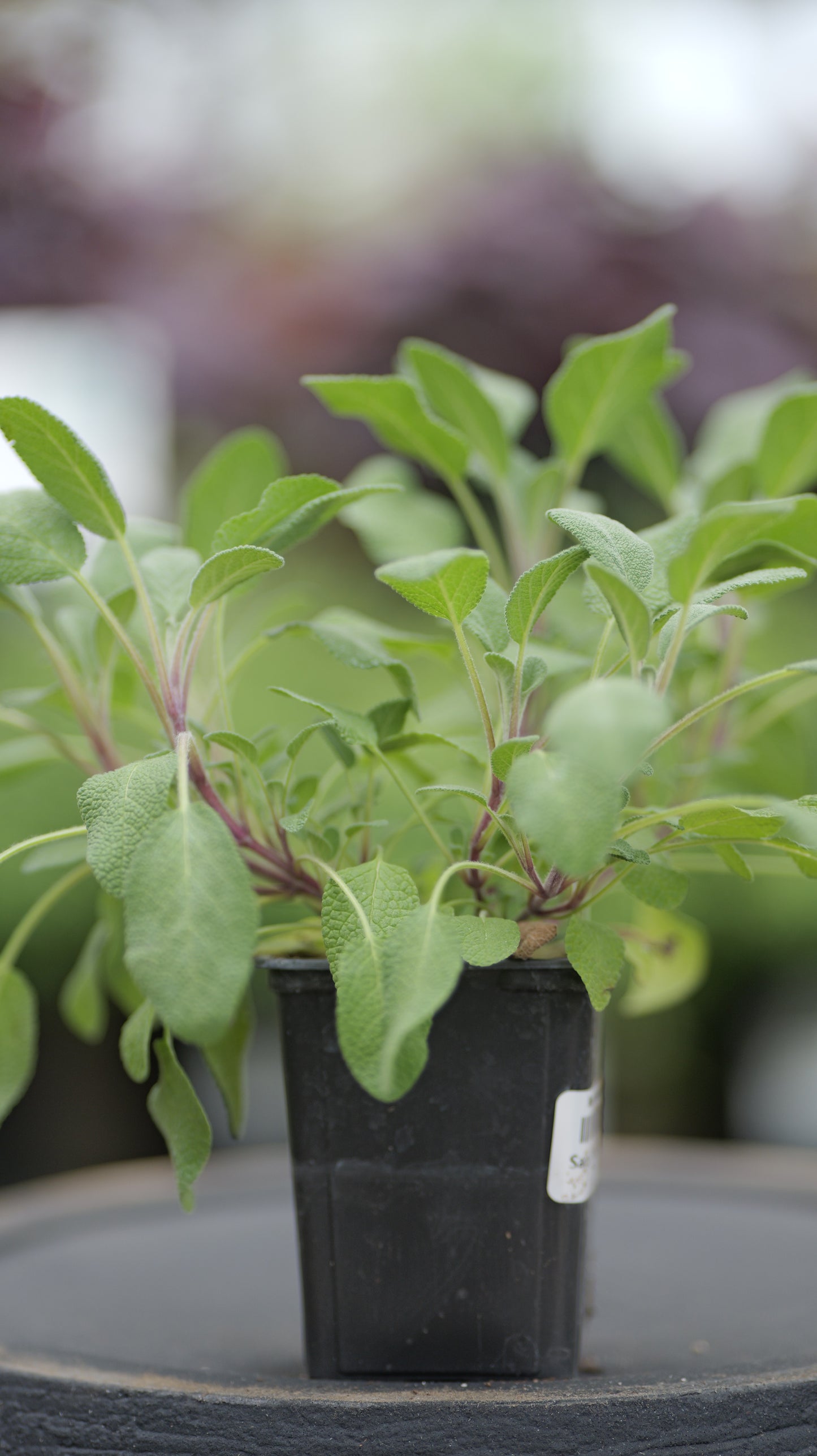 Sage | Tricolor - 1 Pint