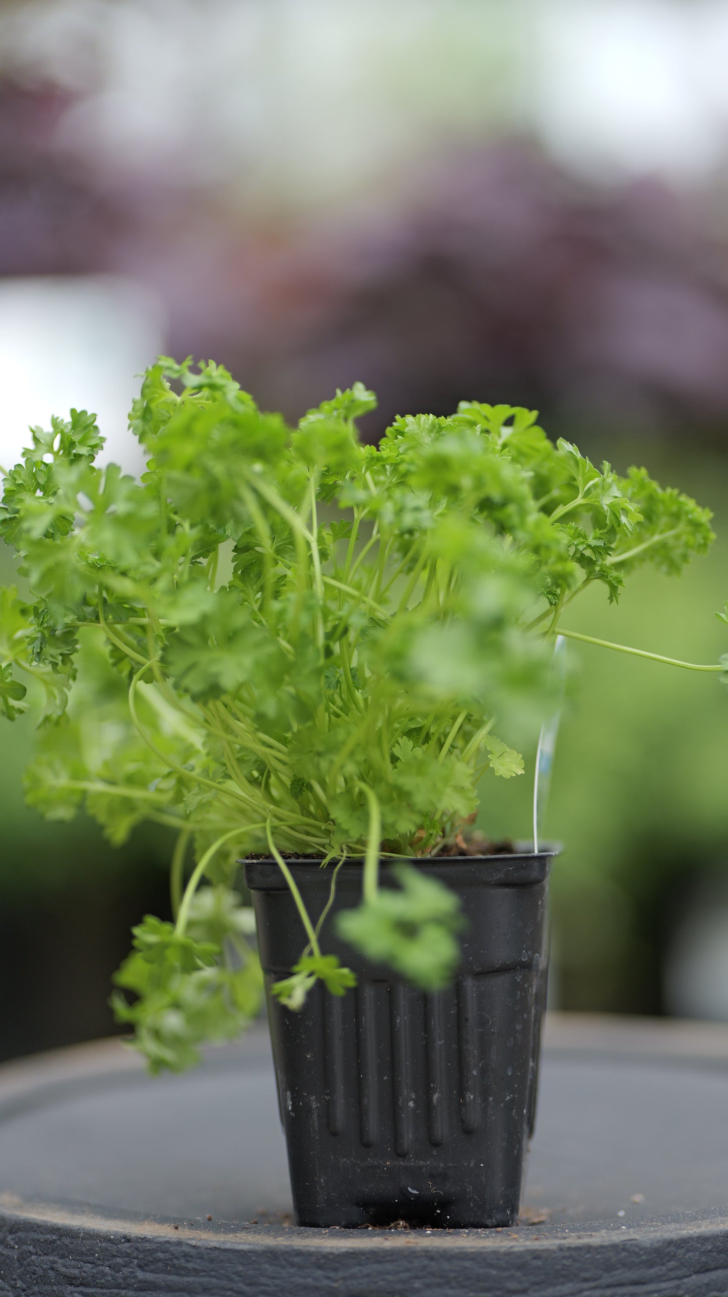 Parsley | Curled - 1 Pint