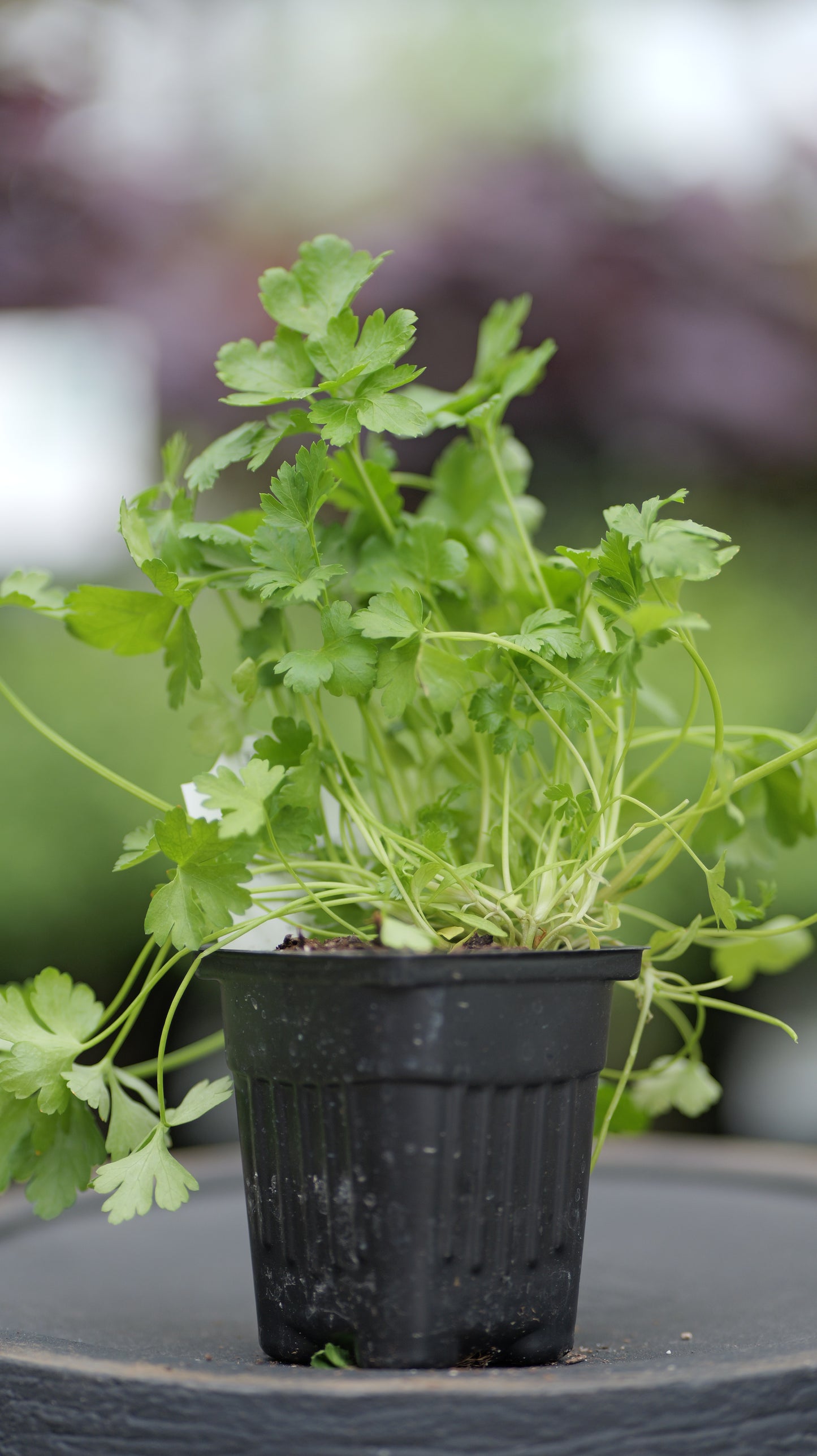 Parsley | Italian - 1 Pint