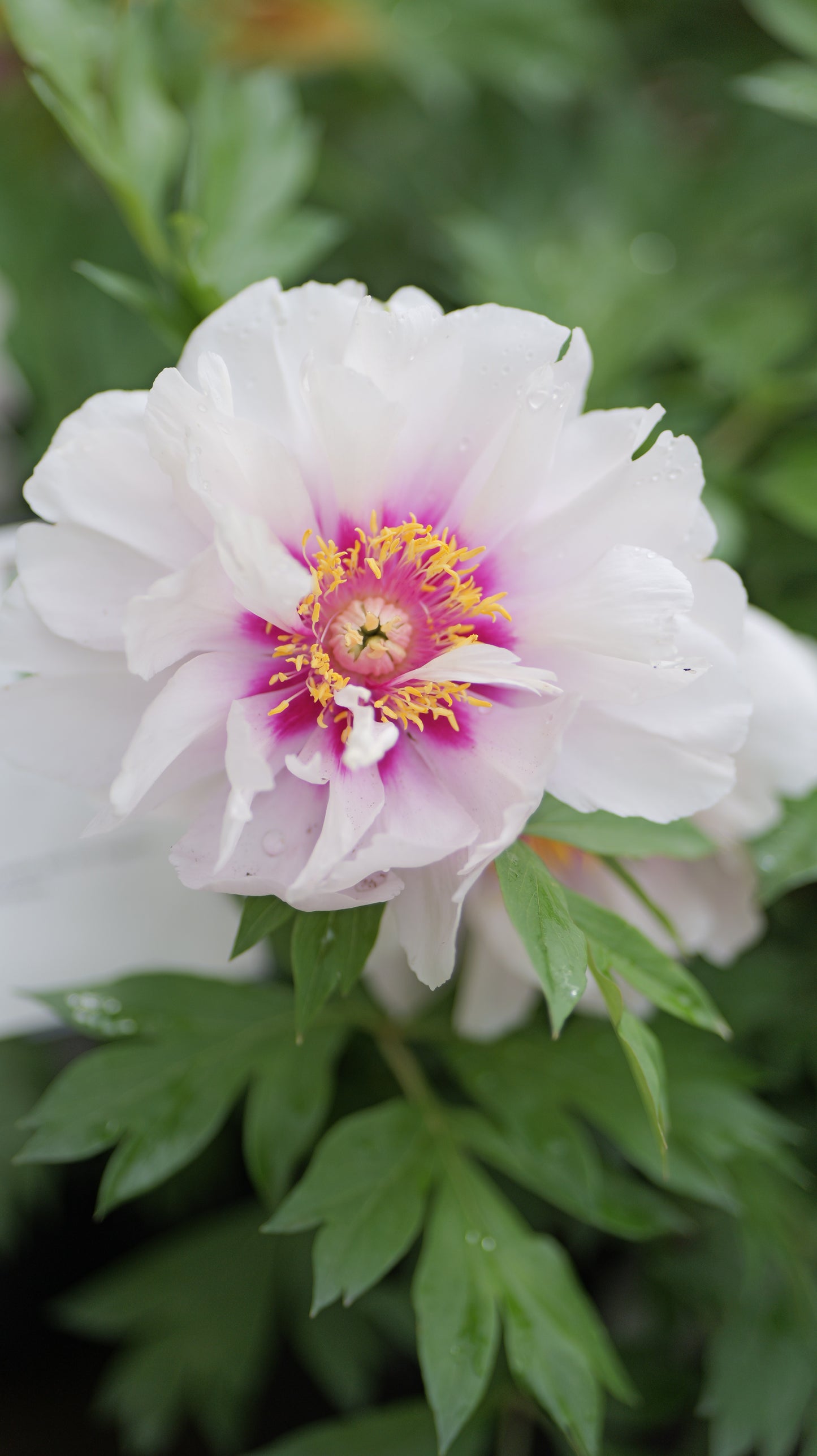 Paeonia | Cora Louise Itoh Peony - 3 Gallon