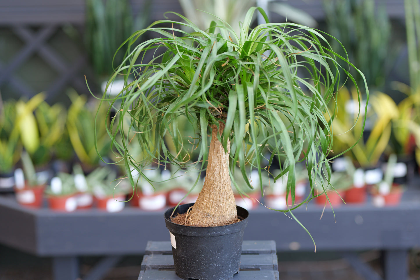 Beaucarnea | Ponytail Palm