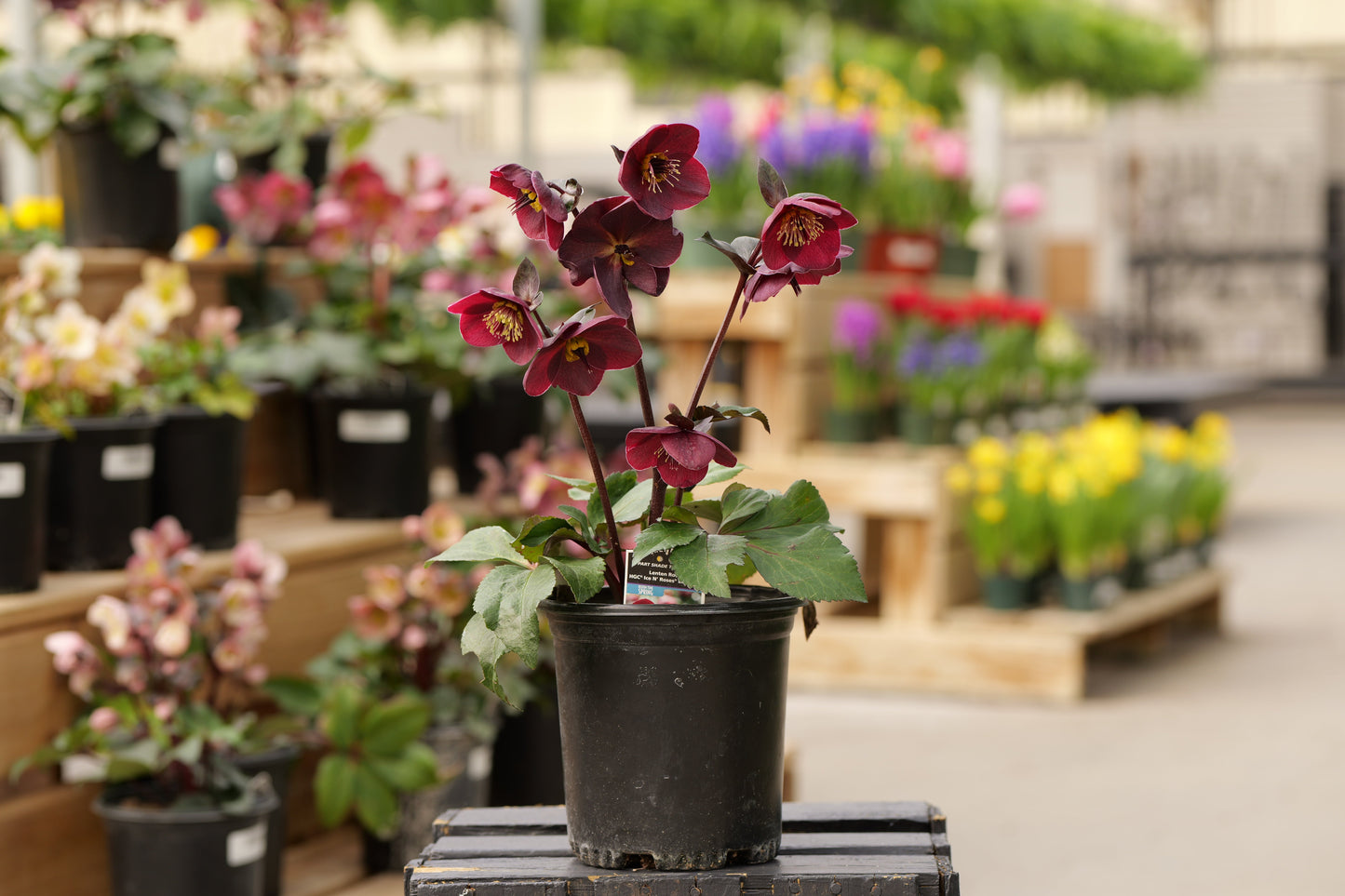 Helleborus | Ice N' Roses Lenten Rose | Barolo - 1 Gallon