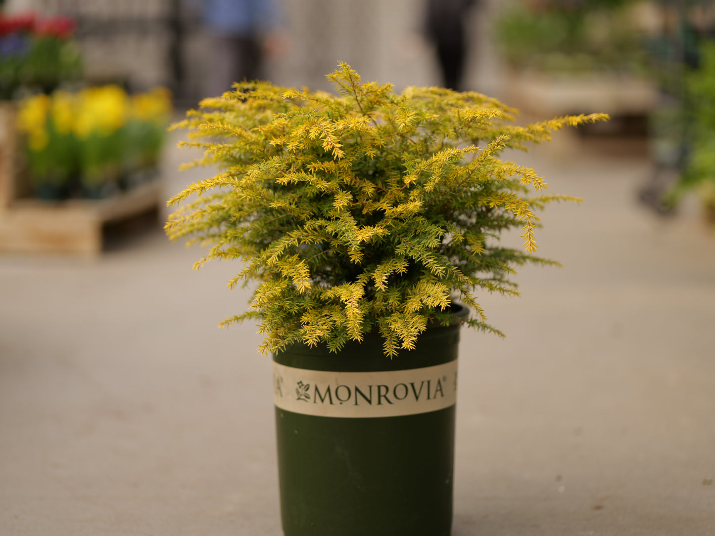 Tsuga | Golden Duchess Canadian Hemlock