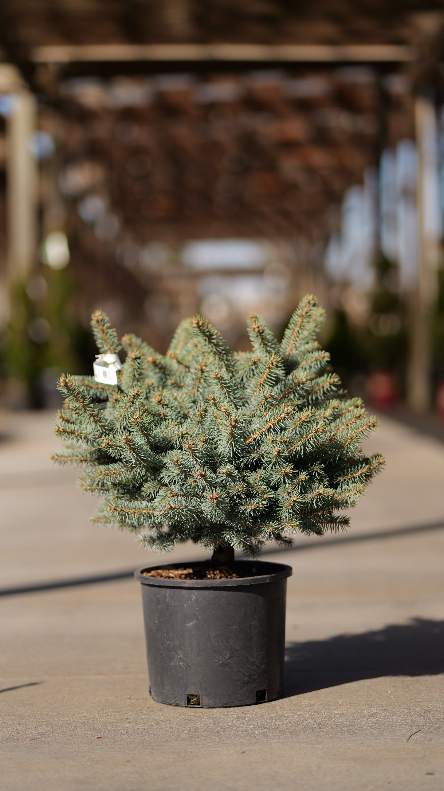Picea | Globe Blue Spruce - 3 Gallon