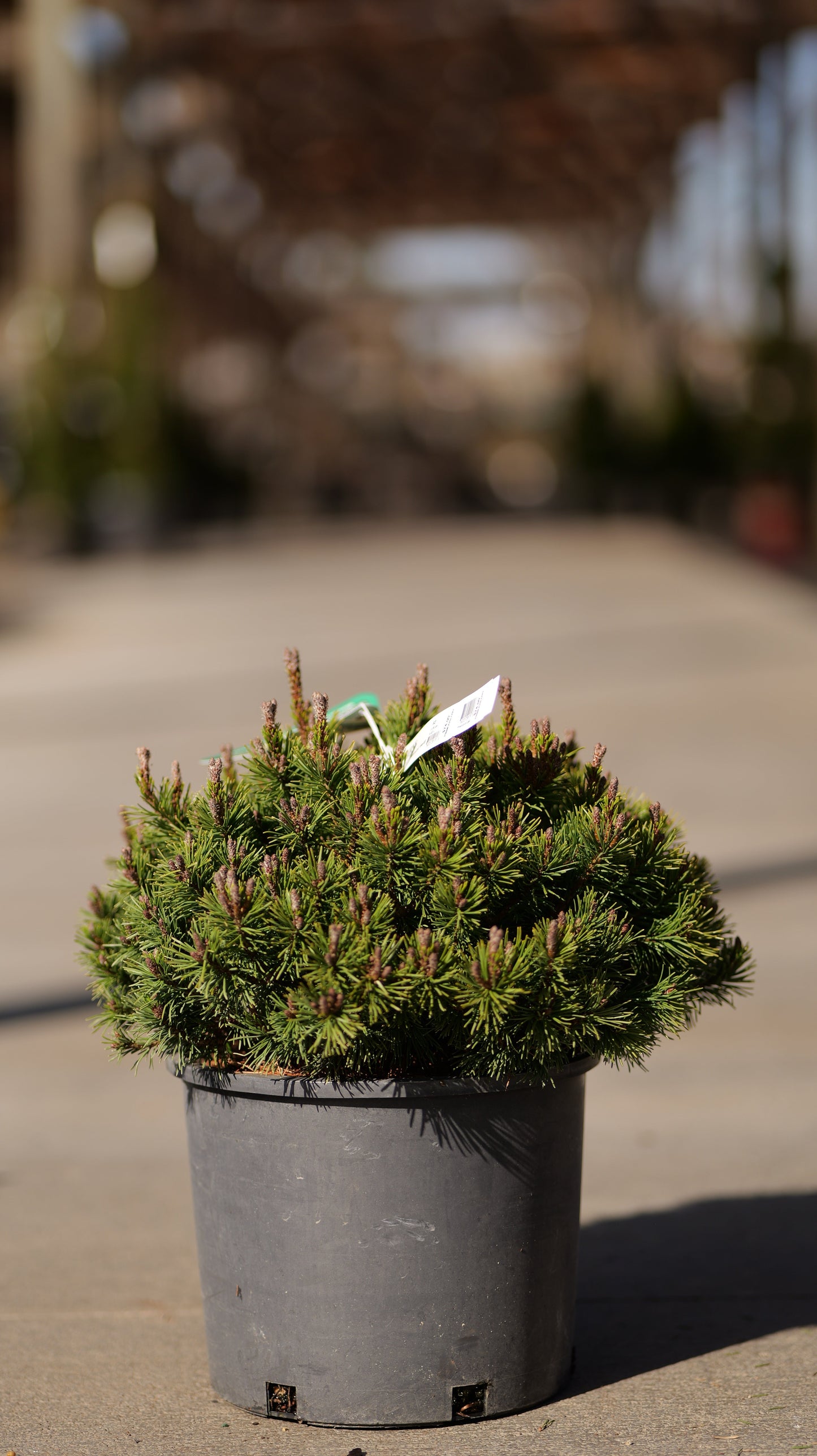 Pinus | Slowmound Mugo Pine - 3 Gallon